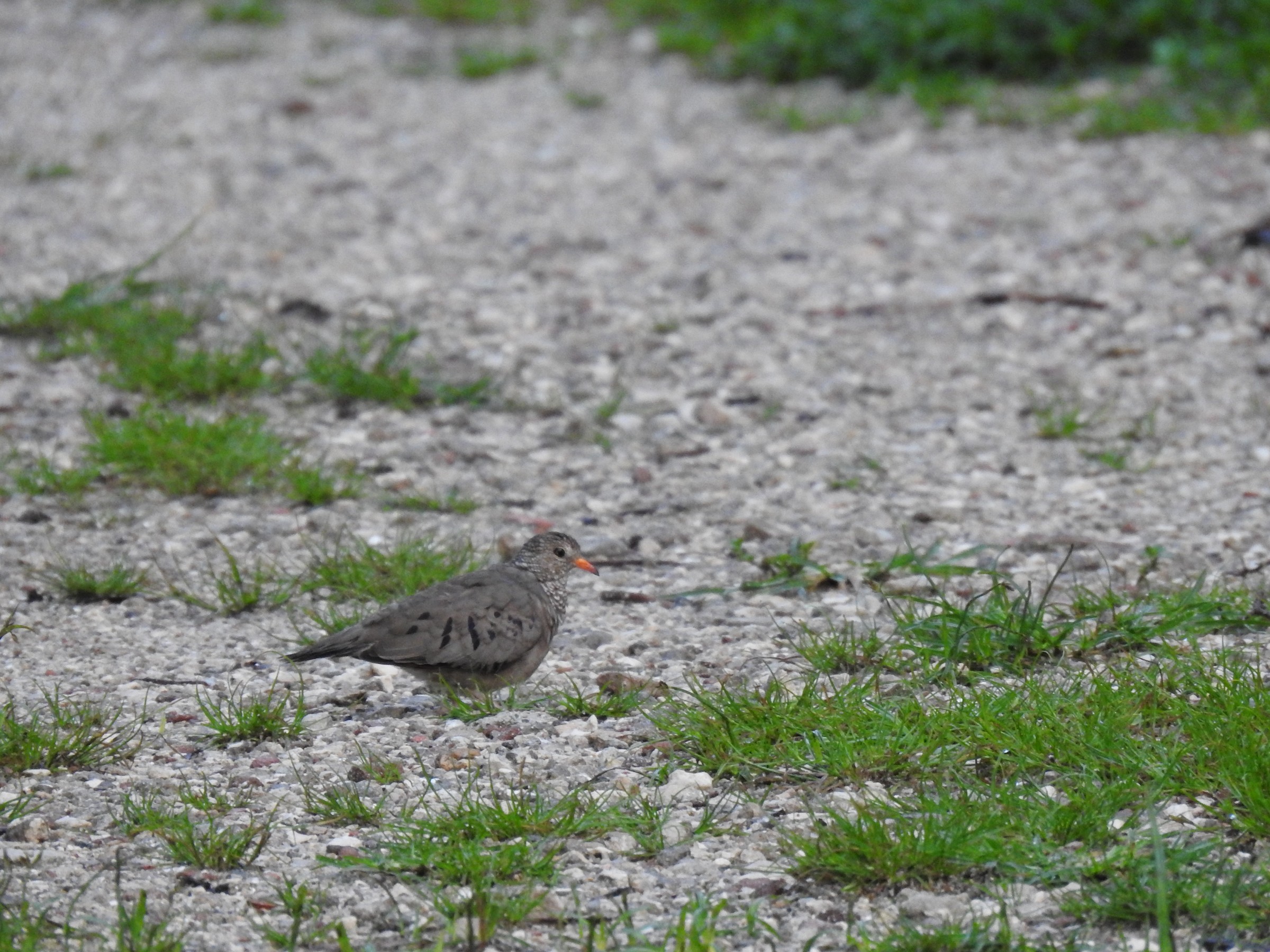 Picture of common ground-dove