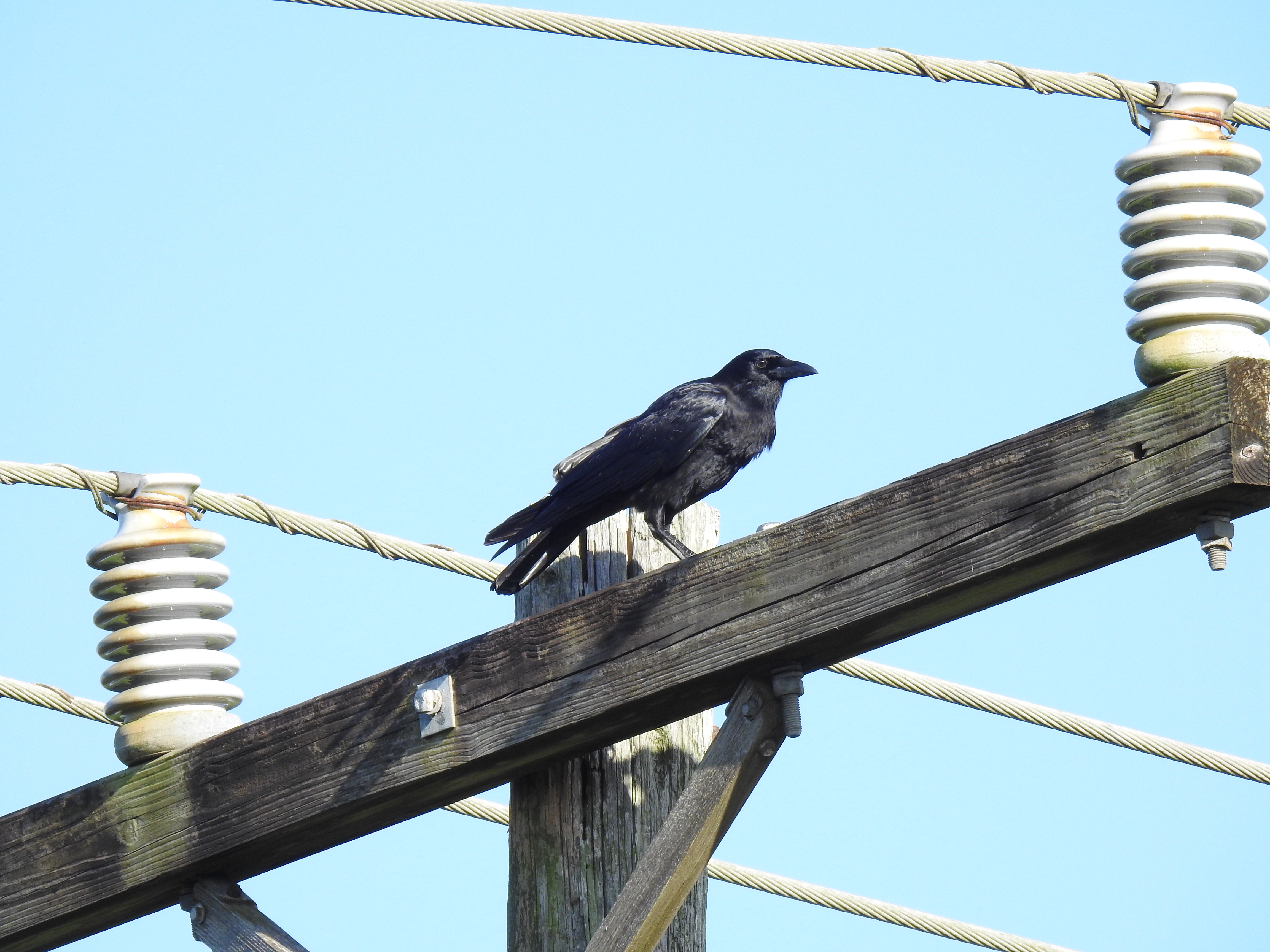 American Crow
