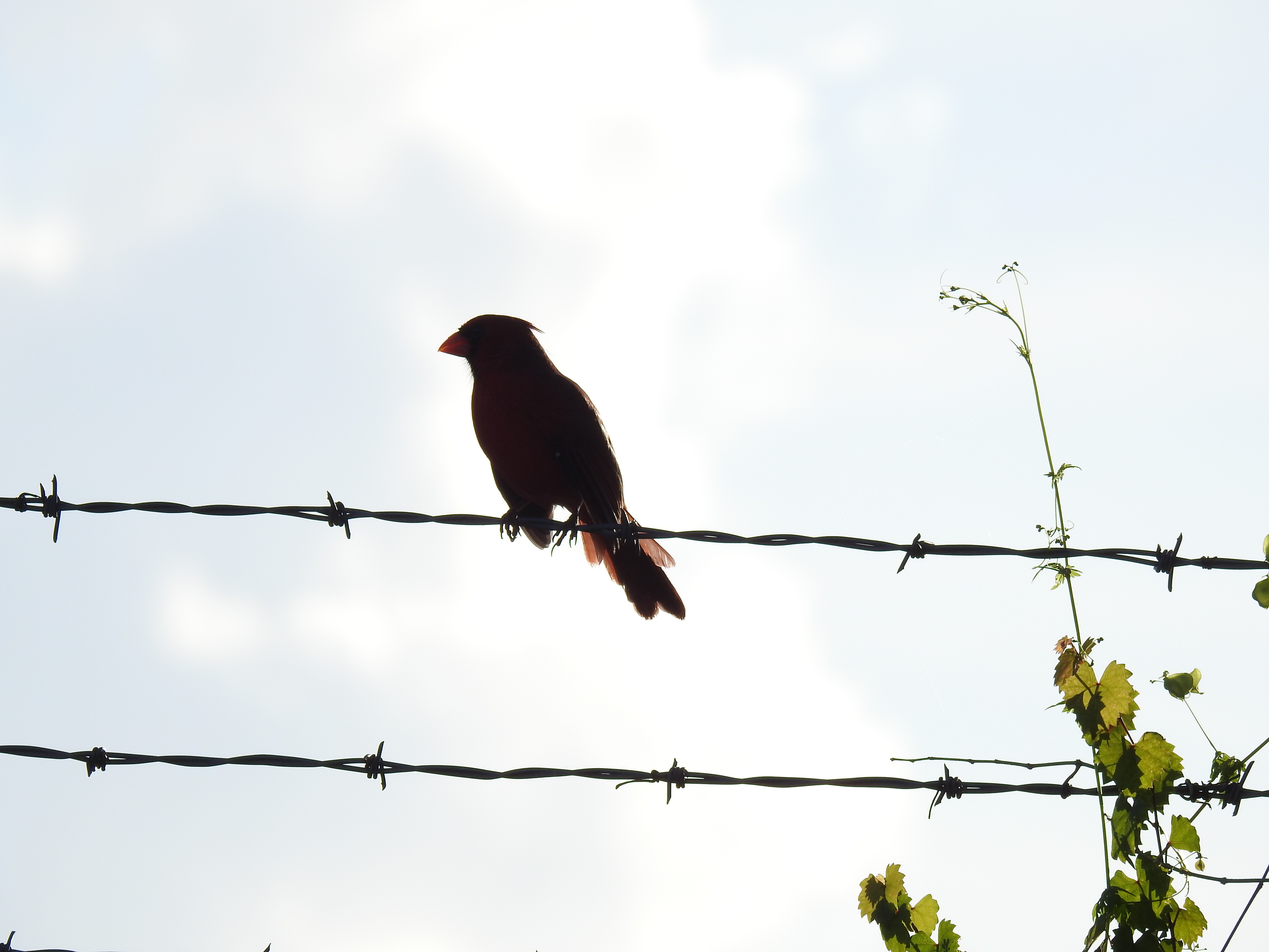 Northern Cardinal