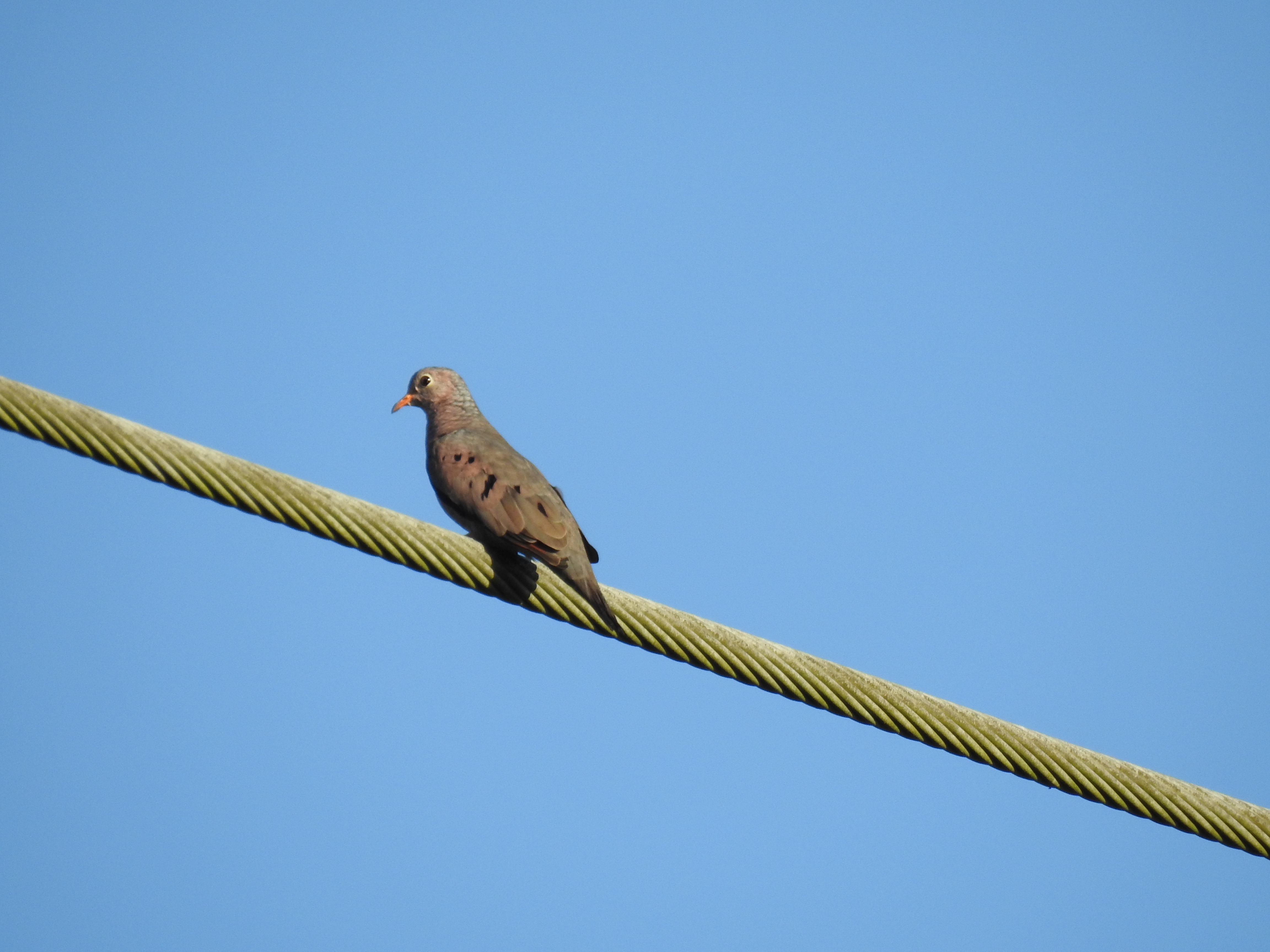 Common Ground-dove
