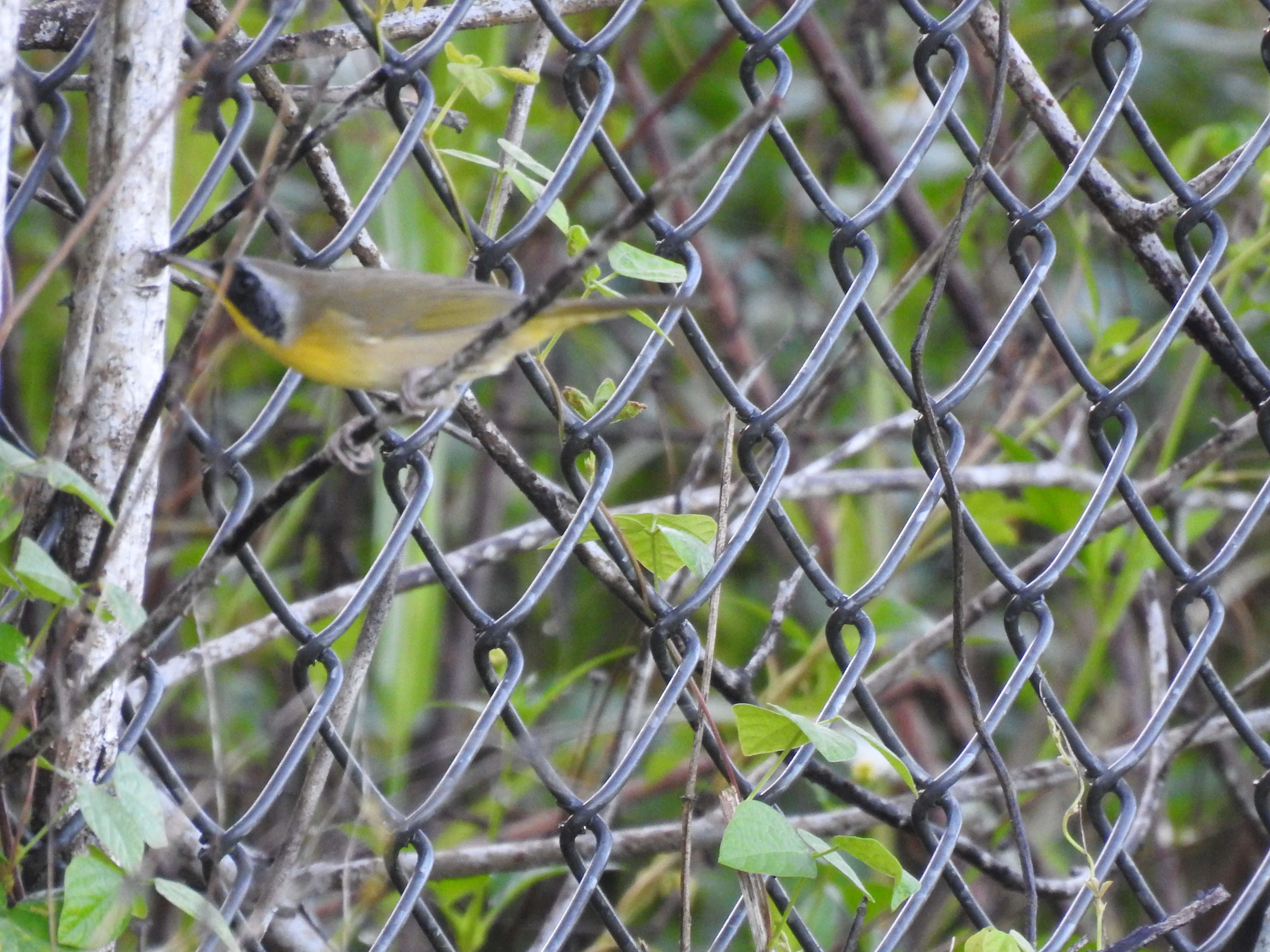 Common Yellowthroat