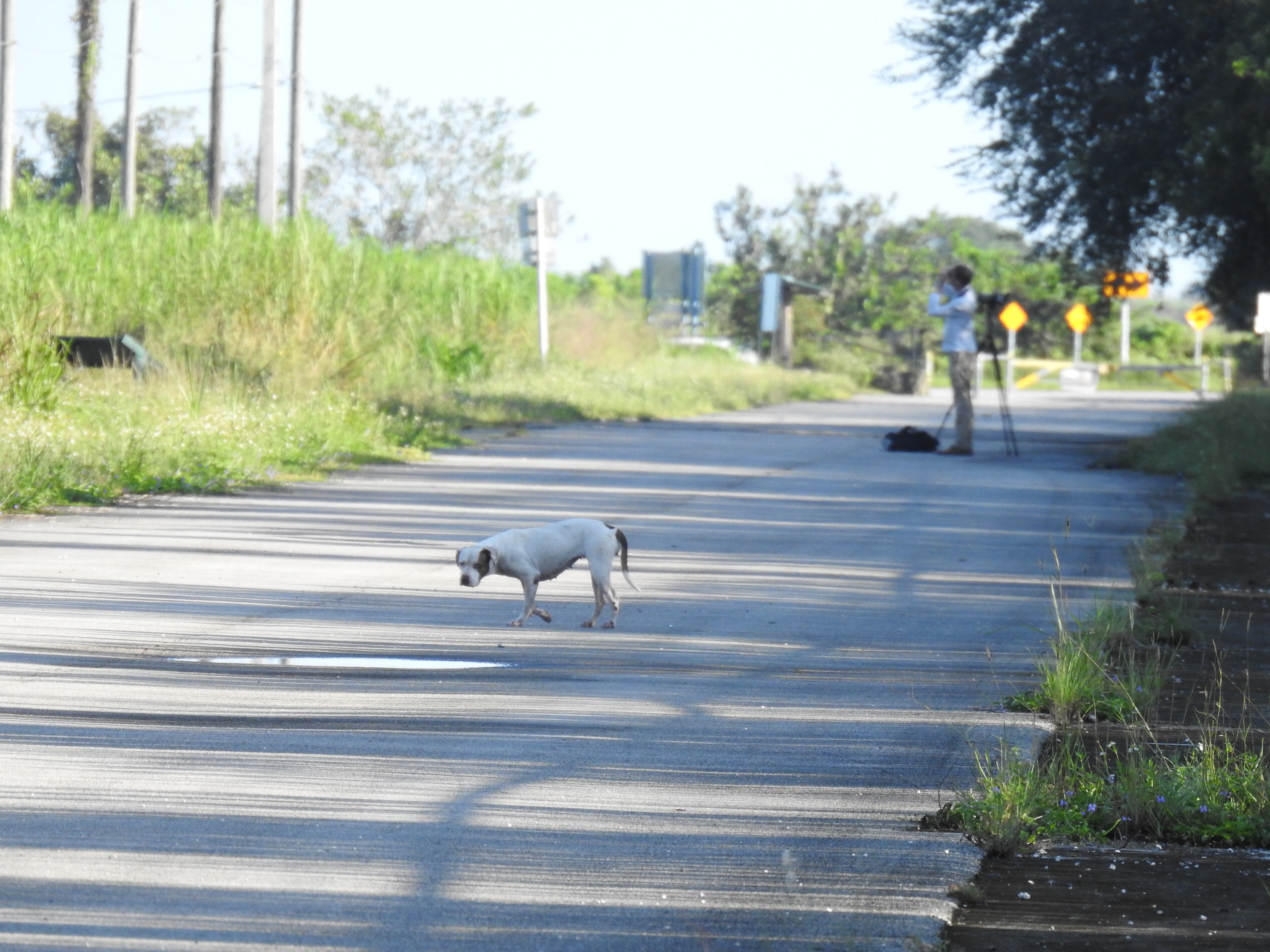 Stray dog