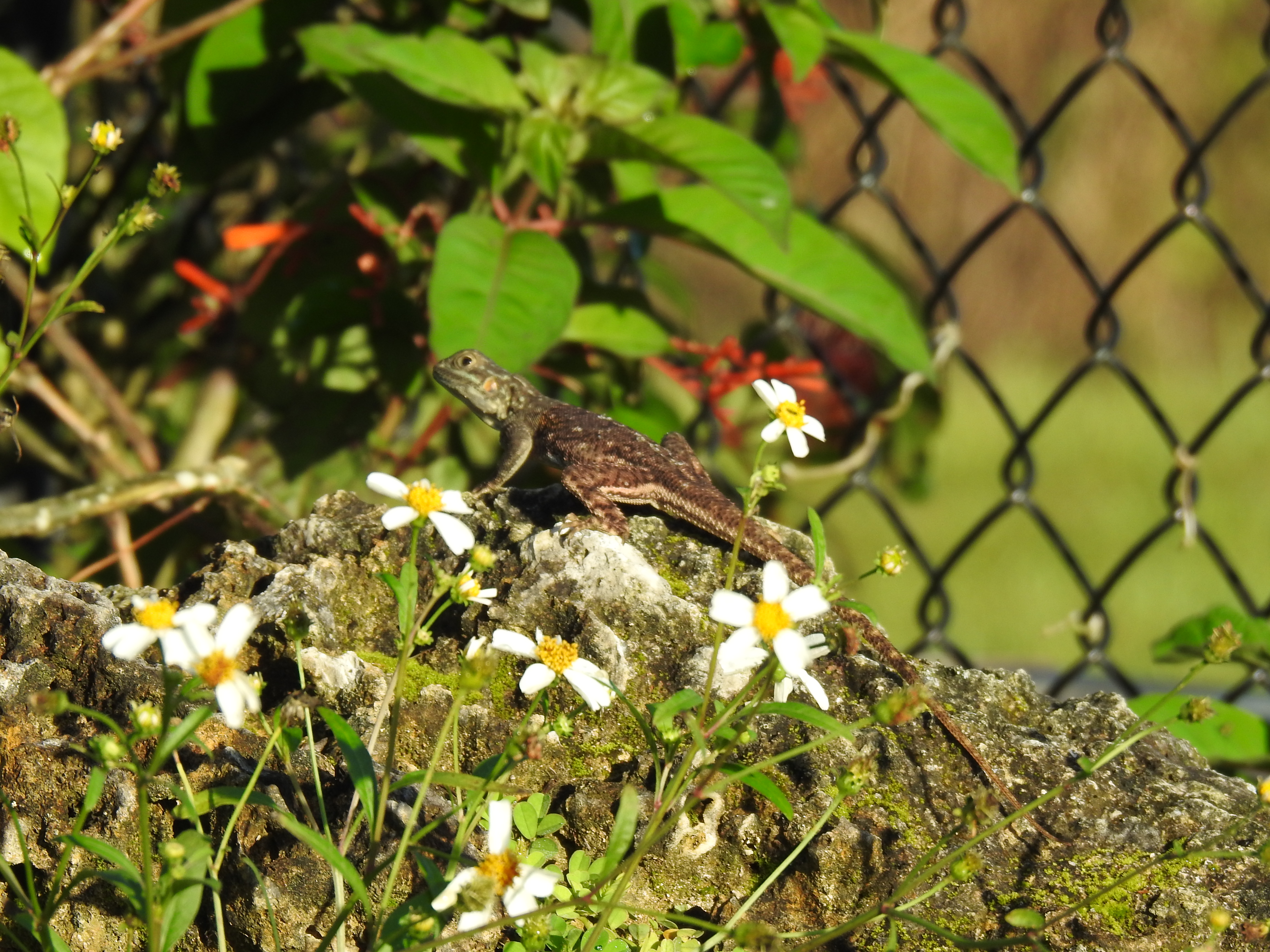 Lizard