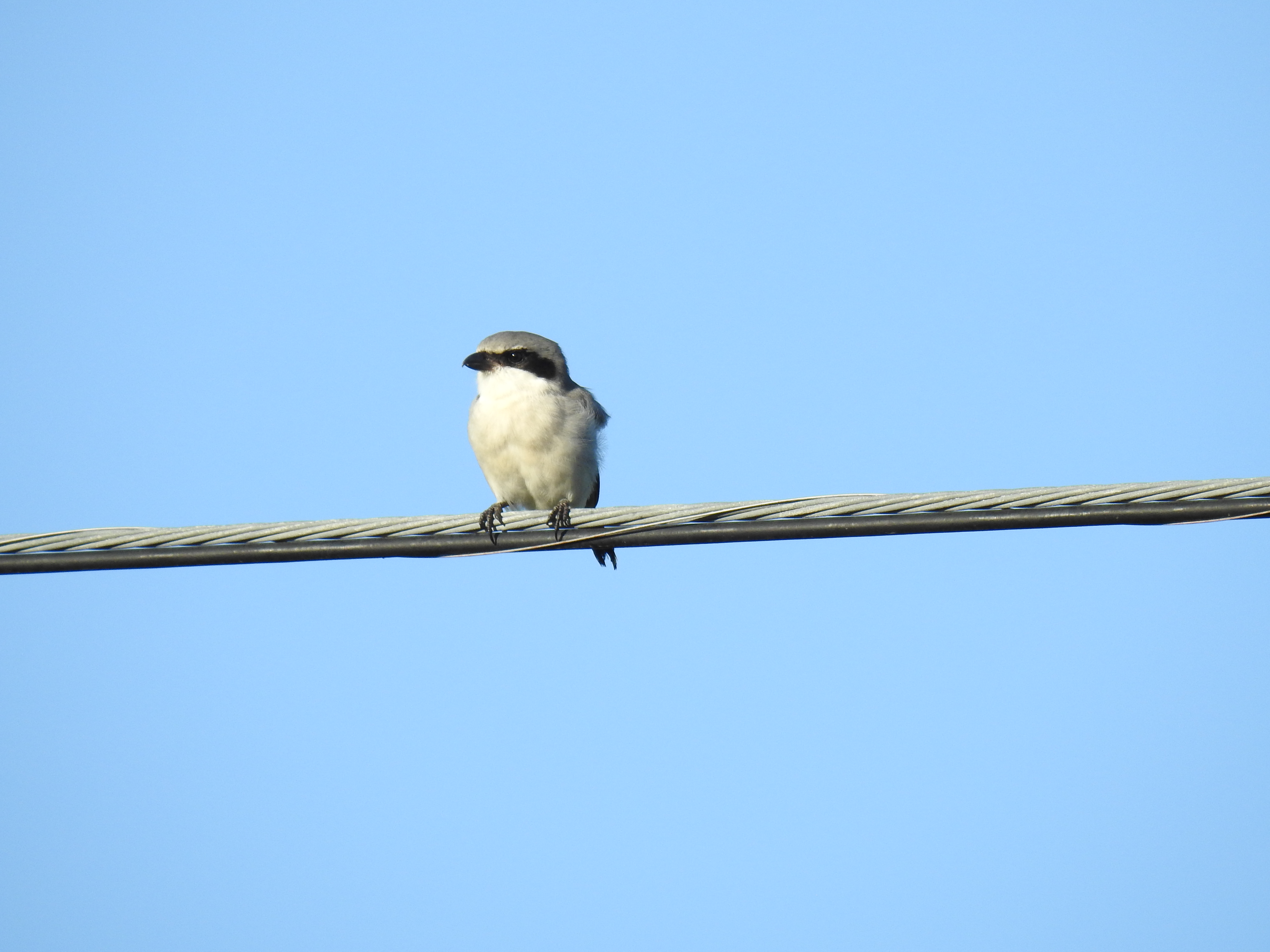 Loggerhead Shrike