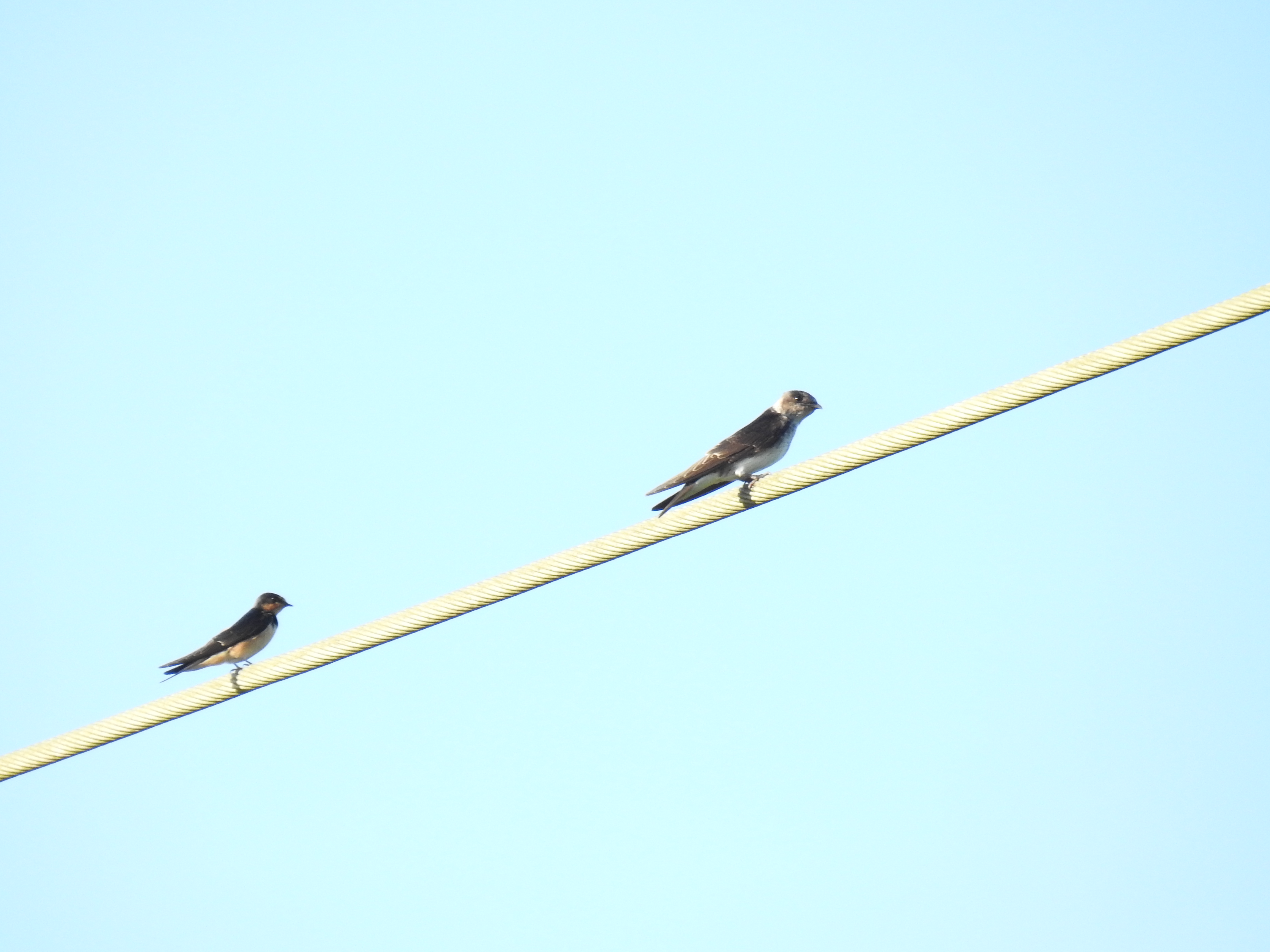 Two Swallow Species