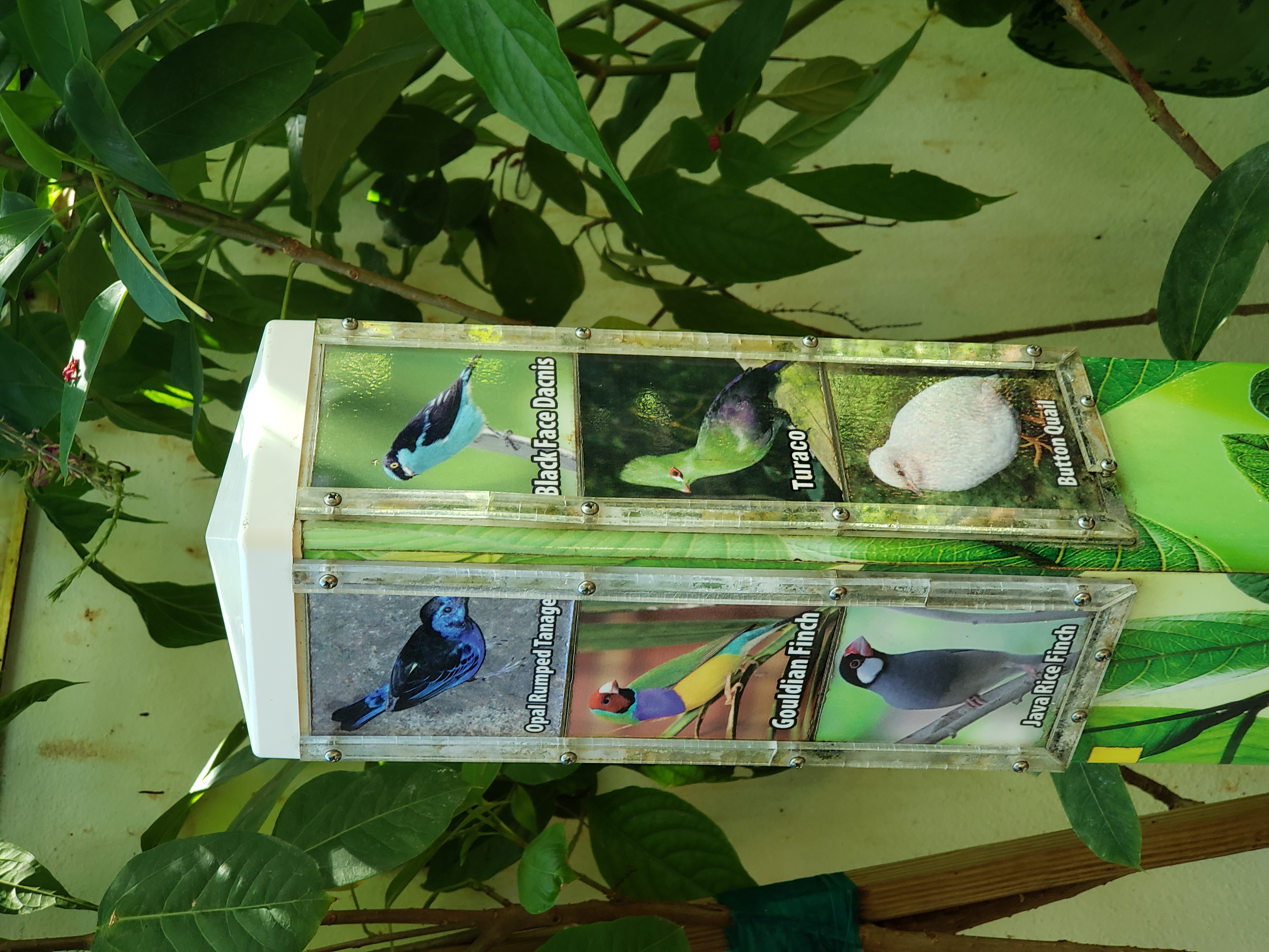 6 Pictures of Birds at Butterfly Exhibit