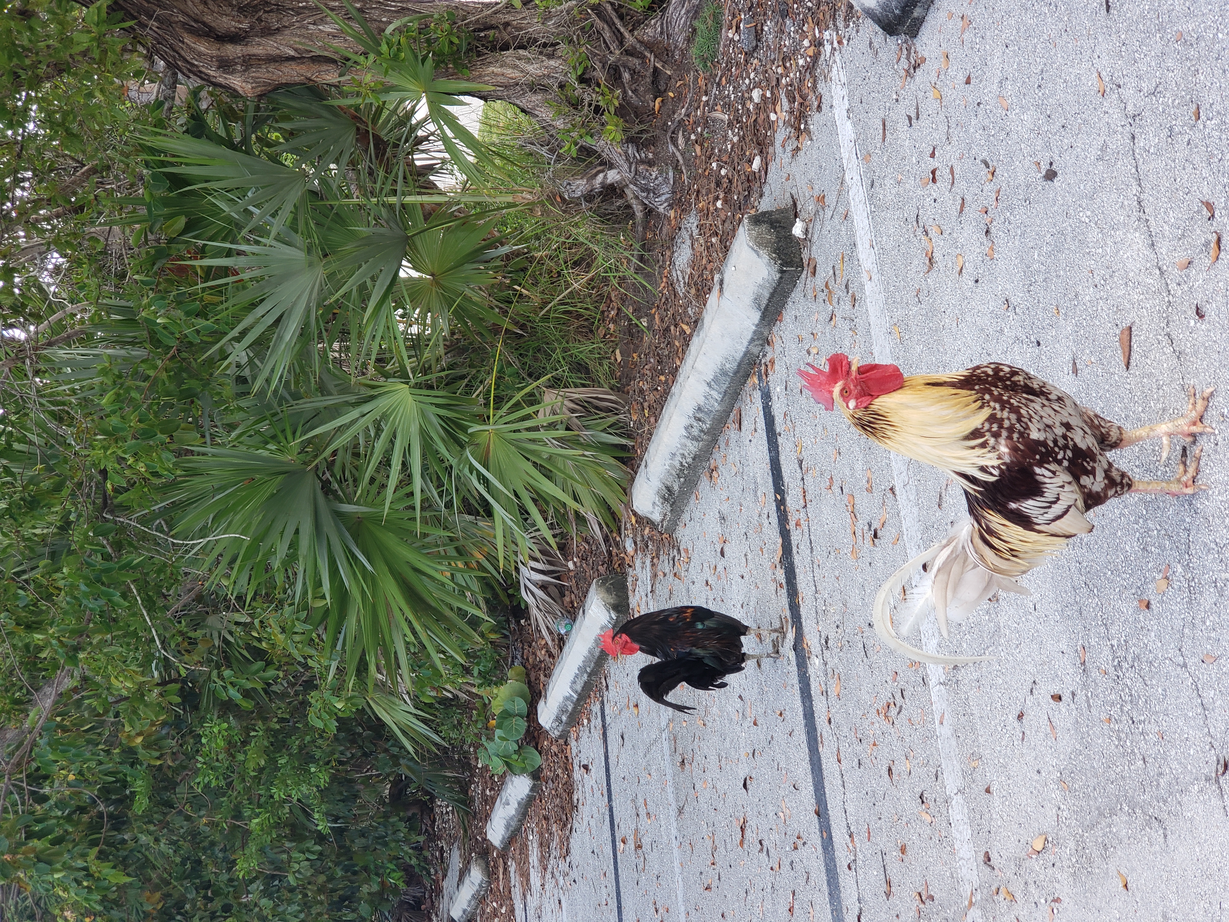 Chickens