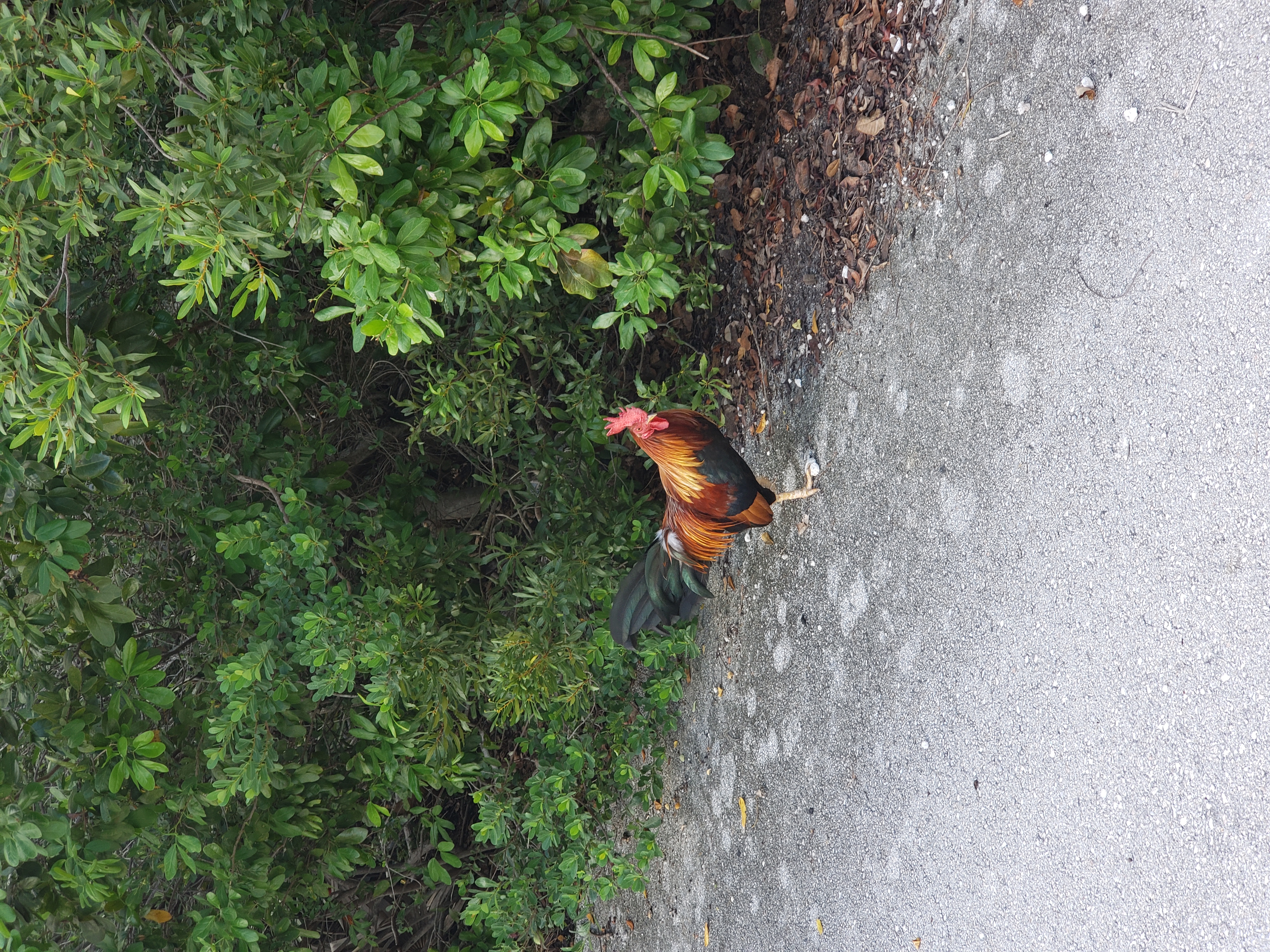 Chicken