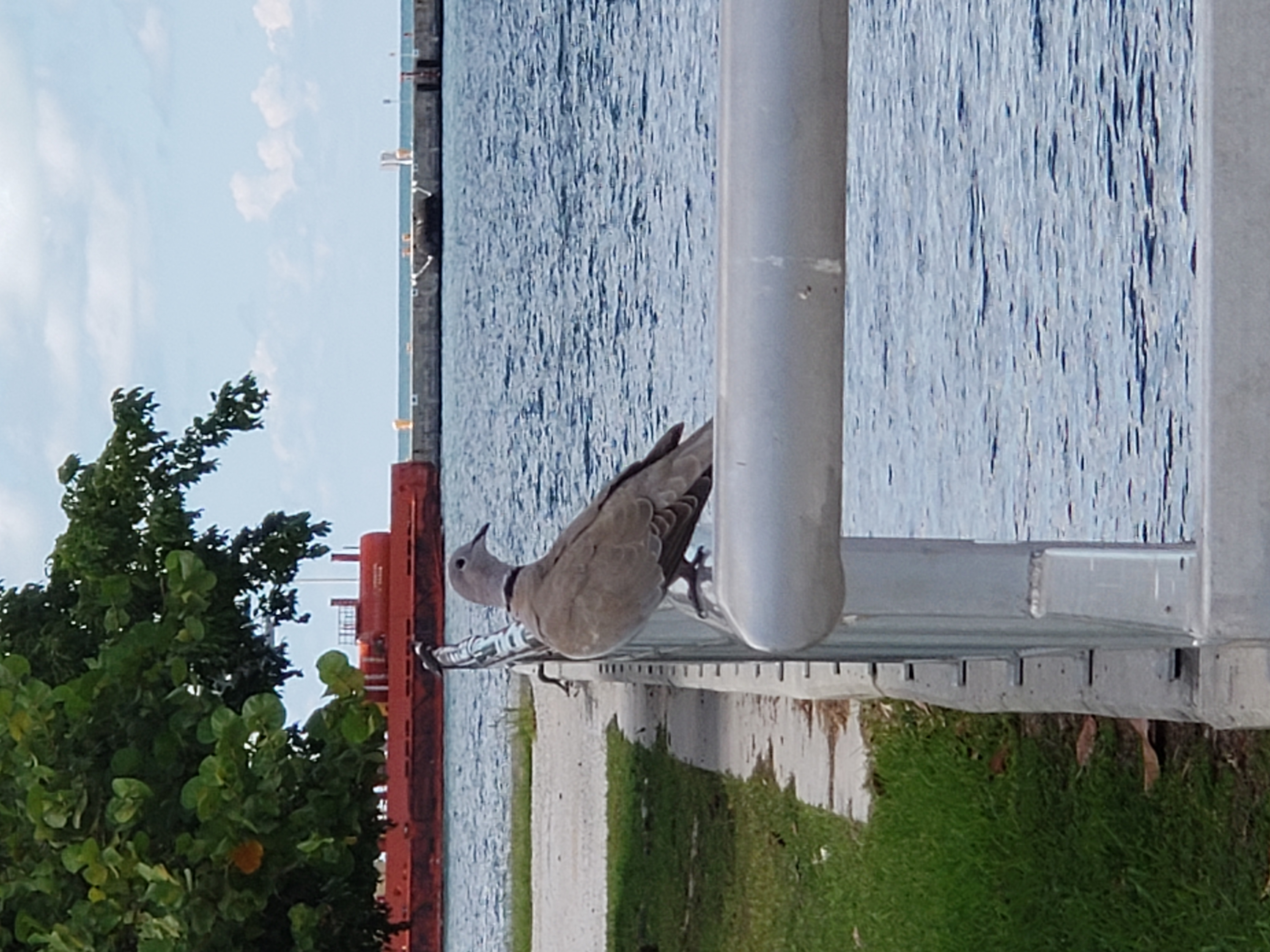 Eurasian Collared-dove