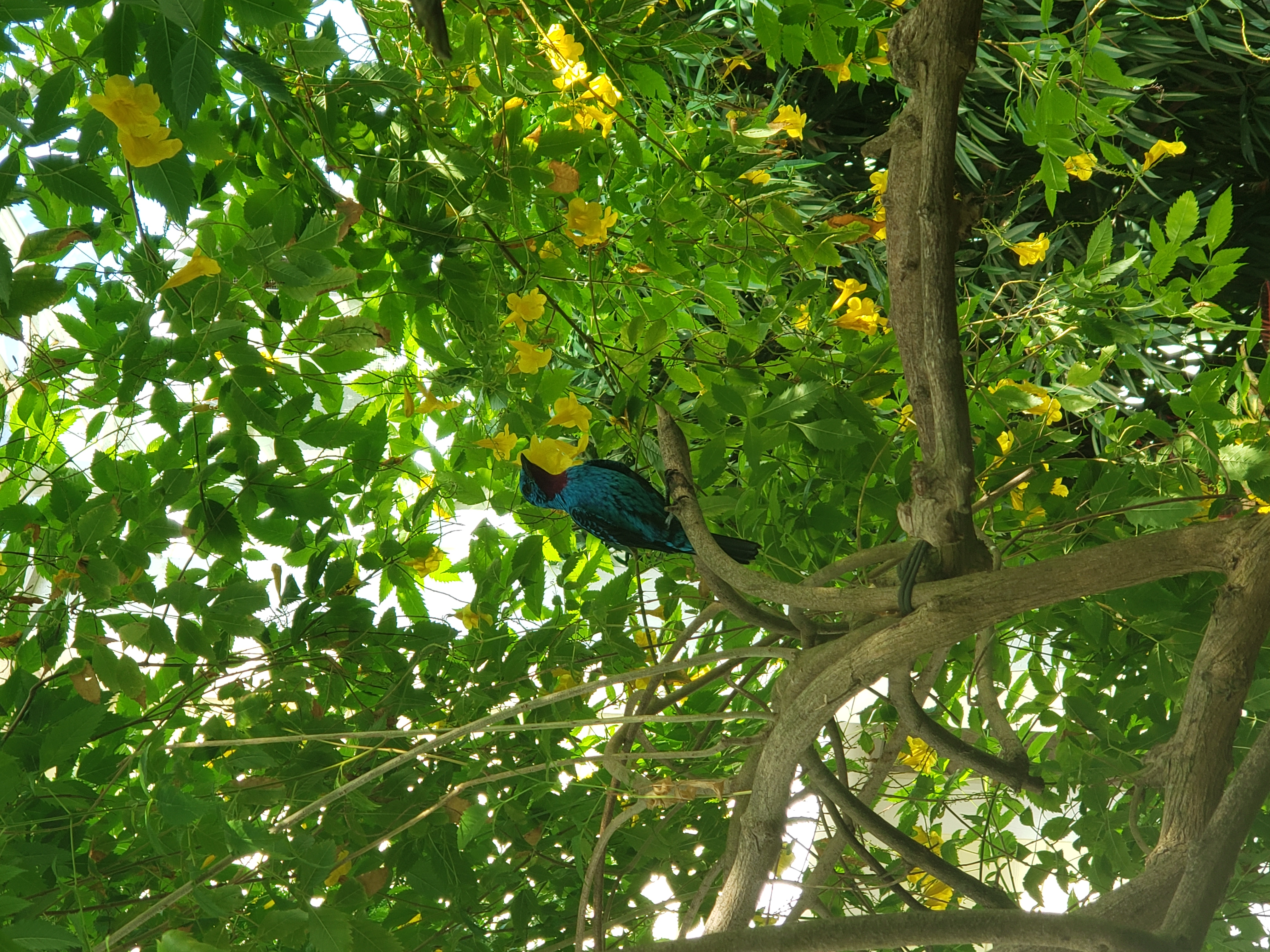 Opal-rumped Tanager