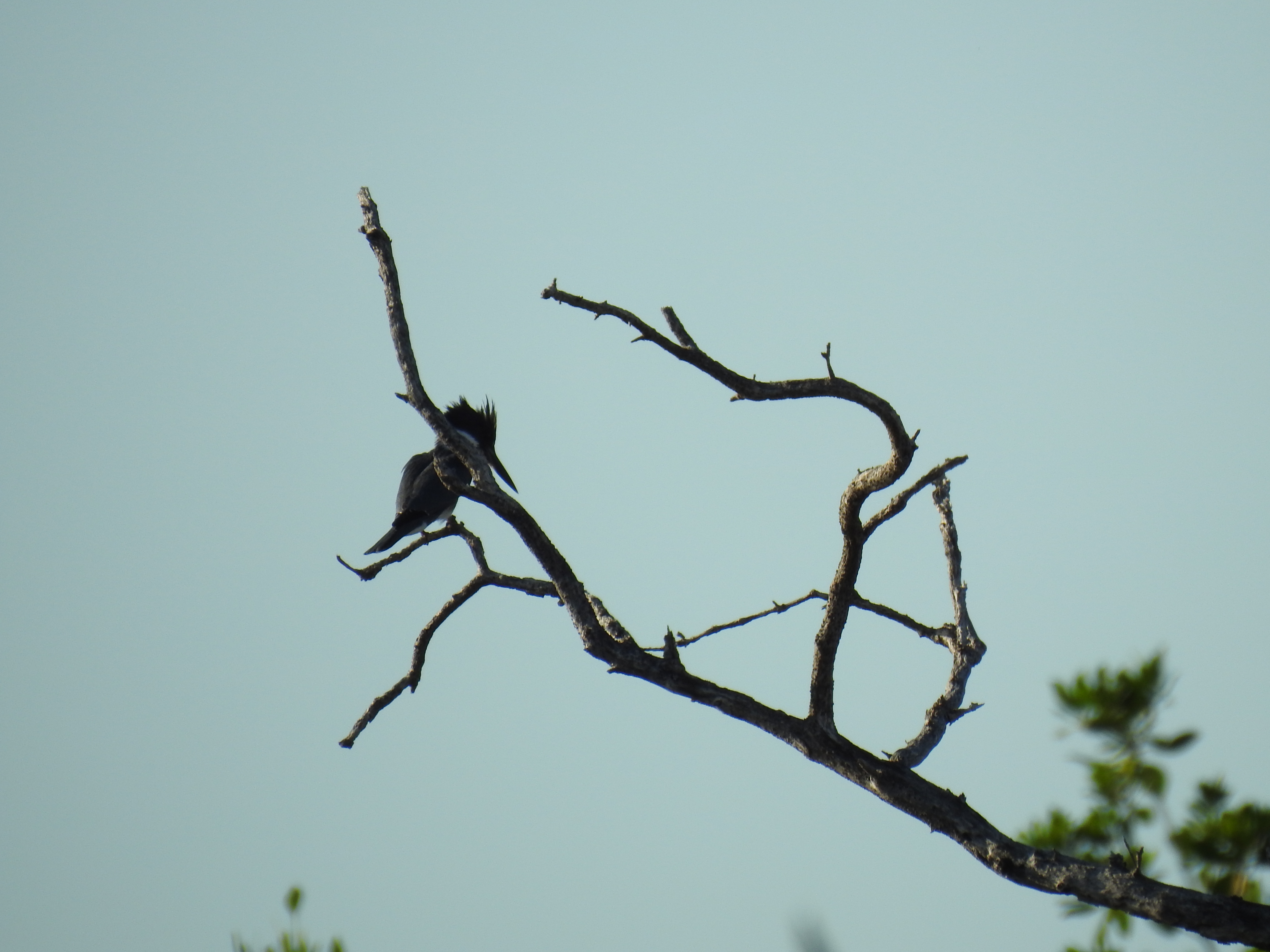 Belted Kingfisher (bad pic)