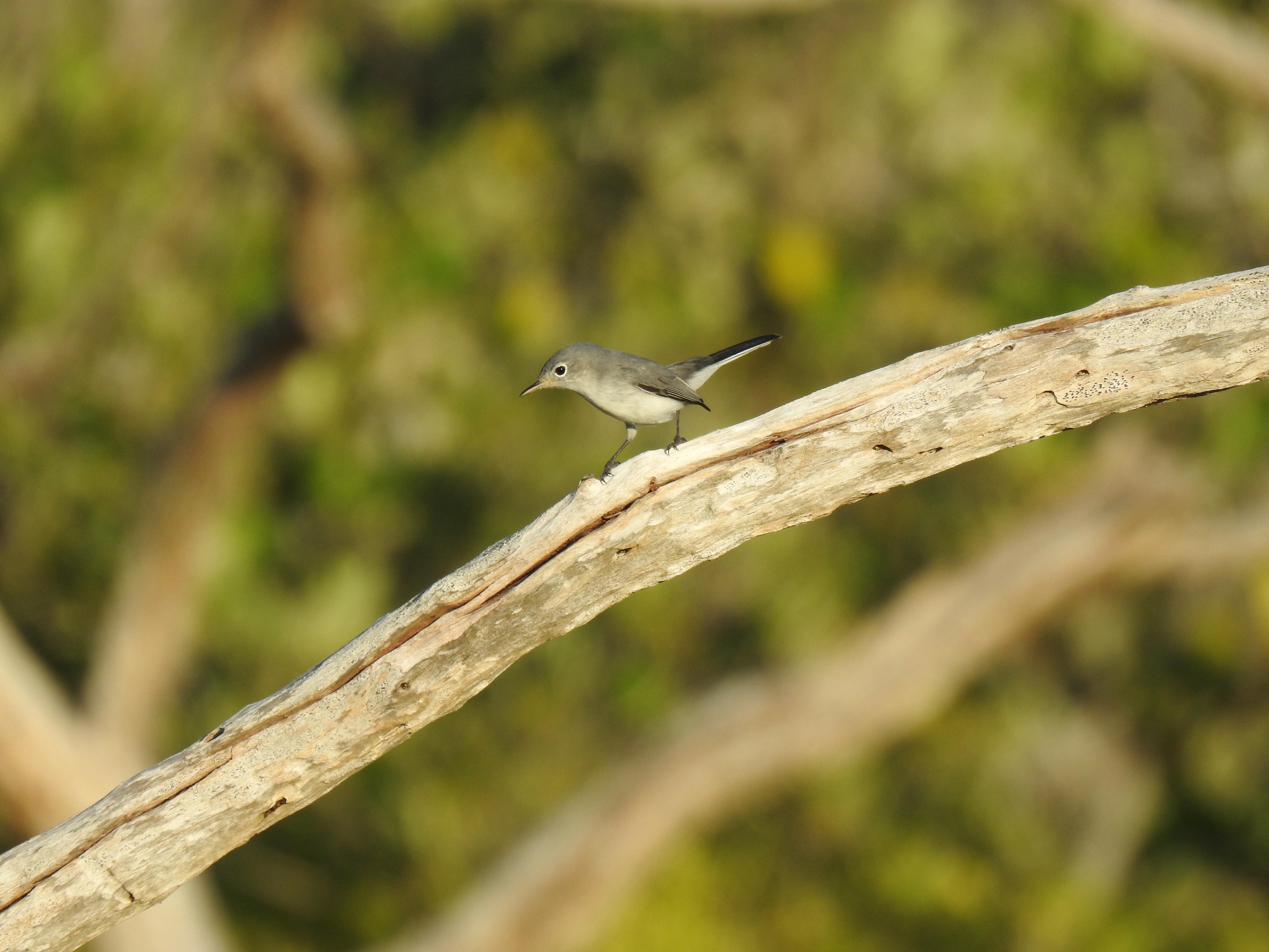 Blue-gray Gnatcatcher