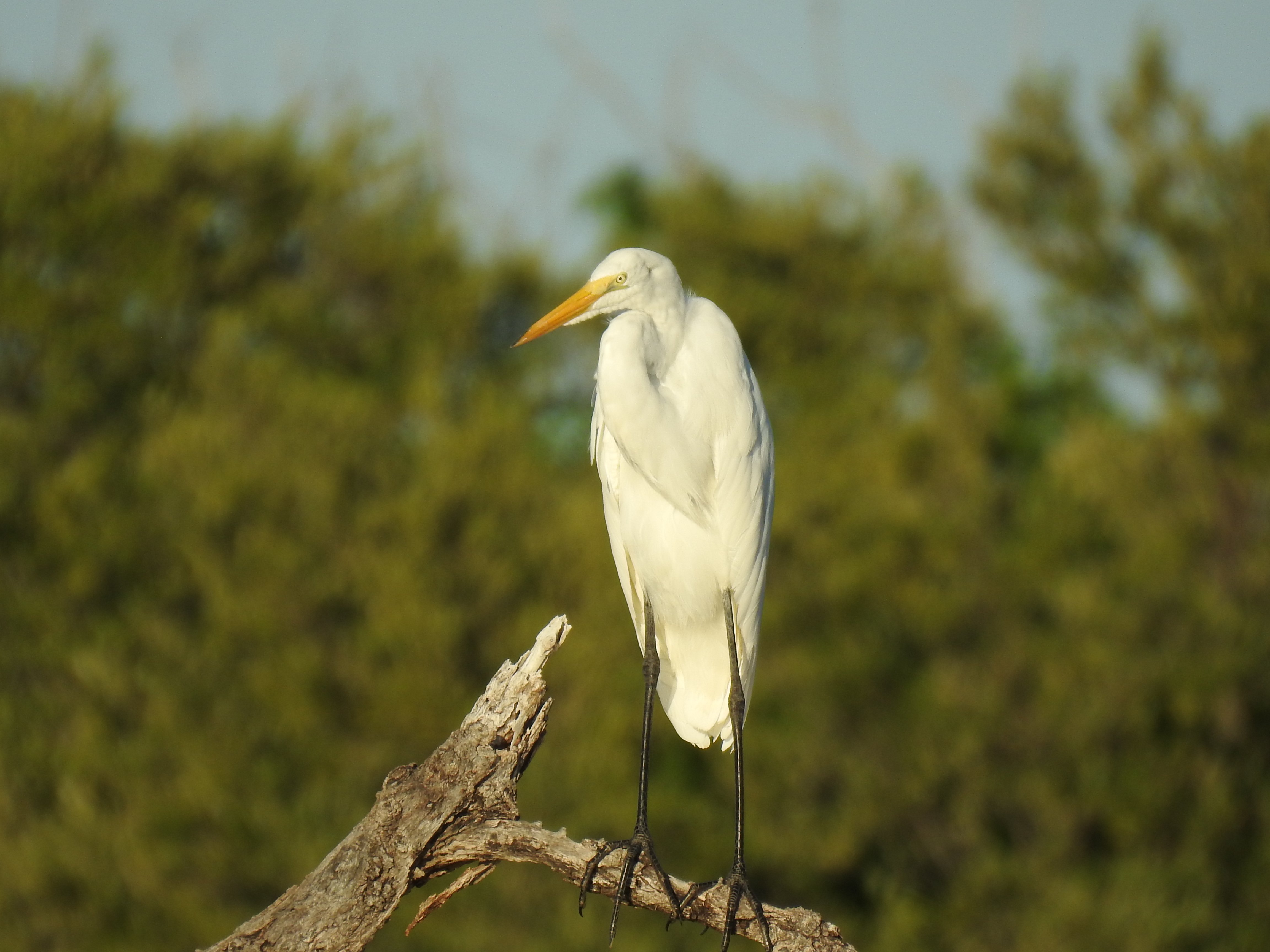 Great Egret