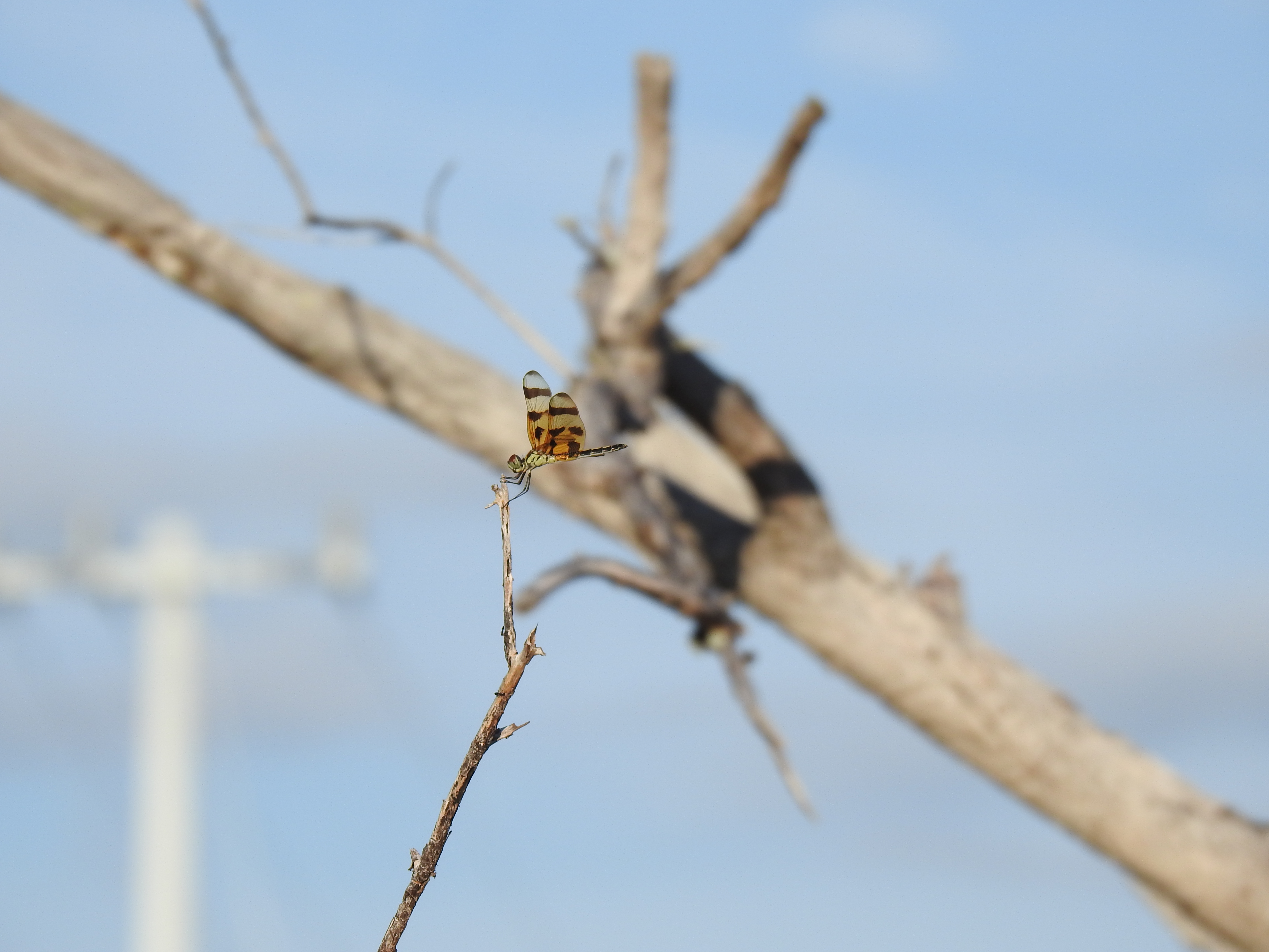 Dragonfly