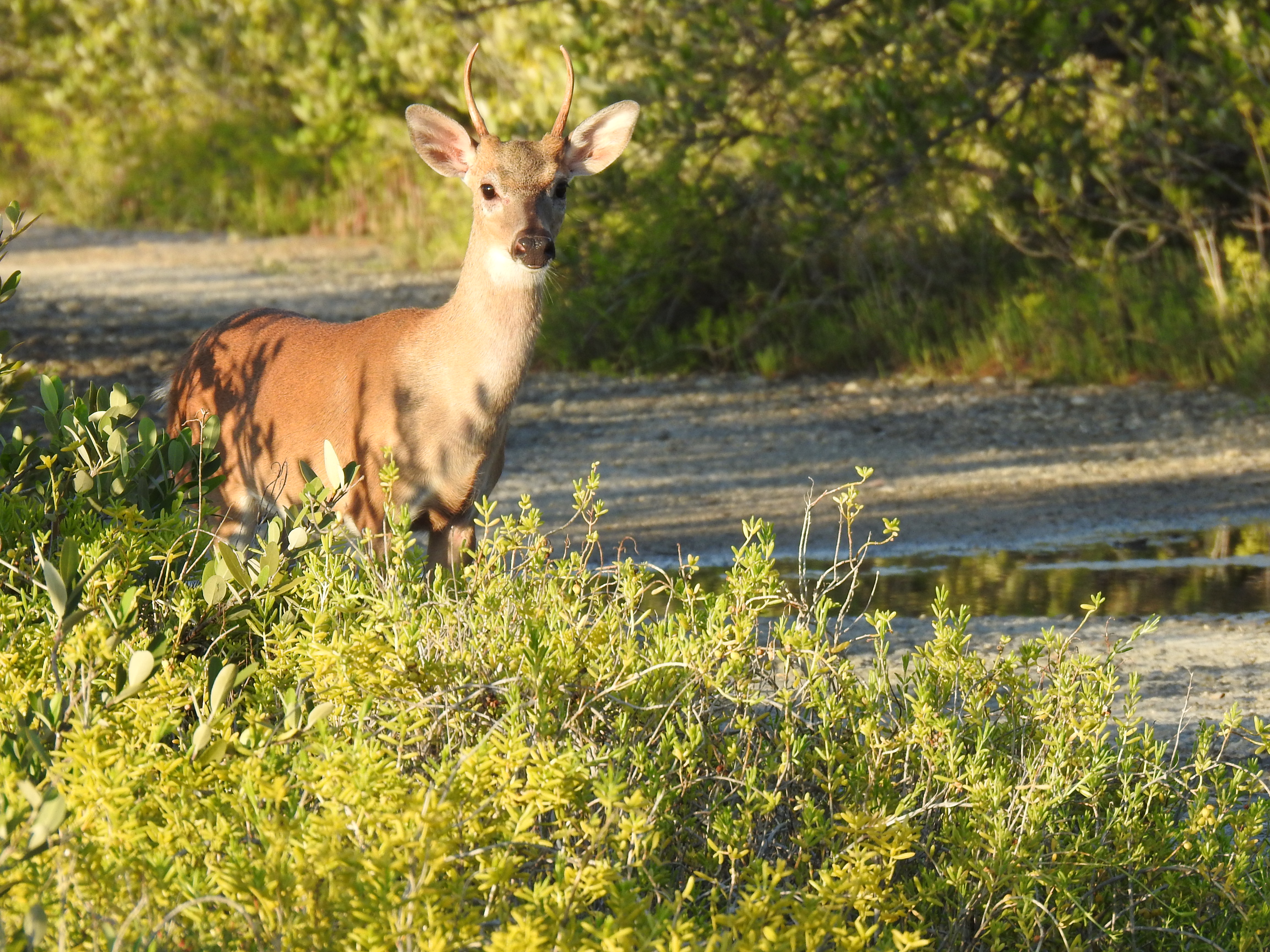 Key Deer