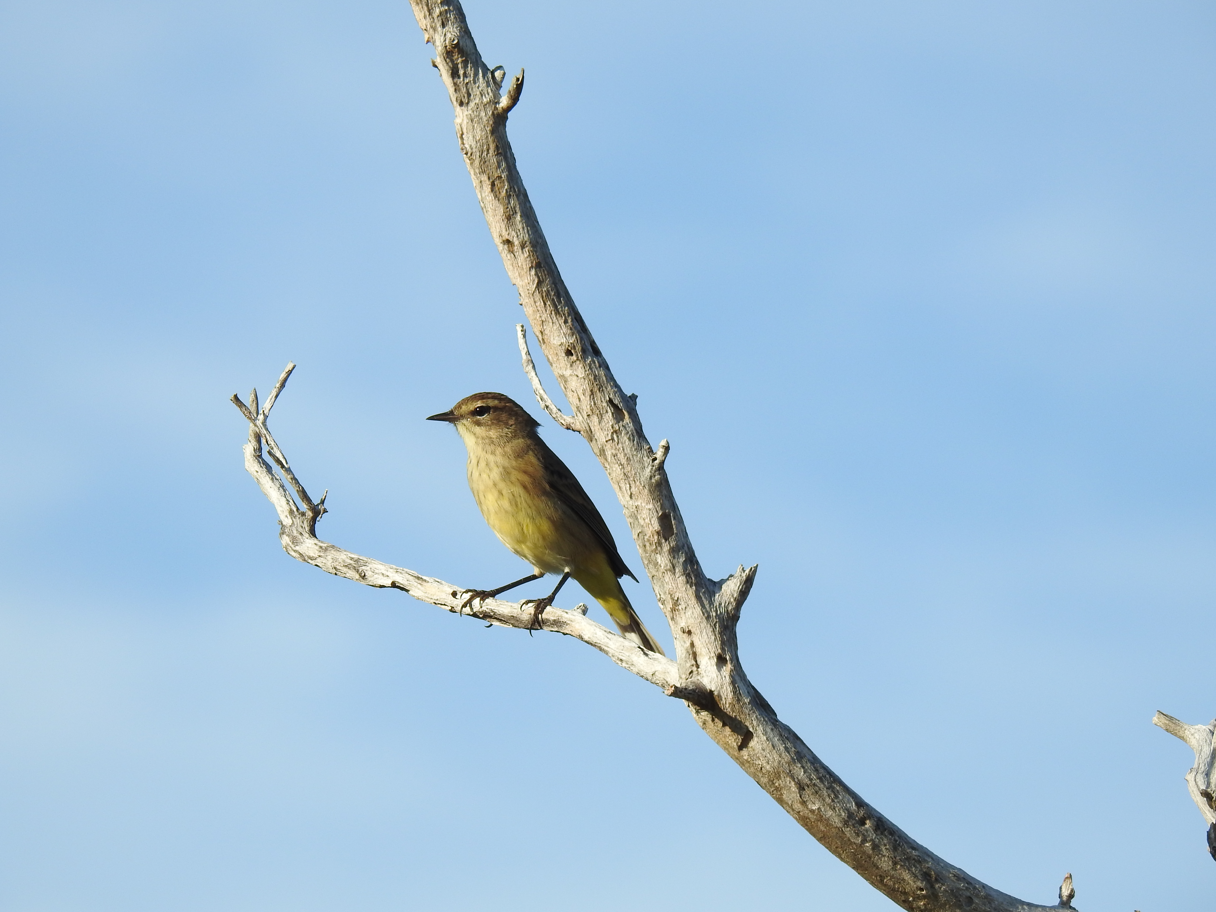 Palm Warbler