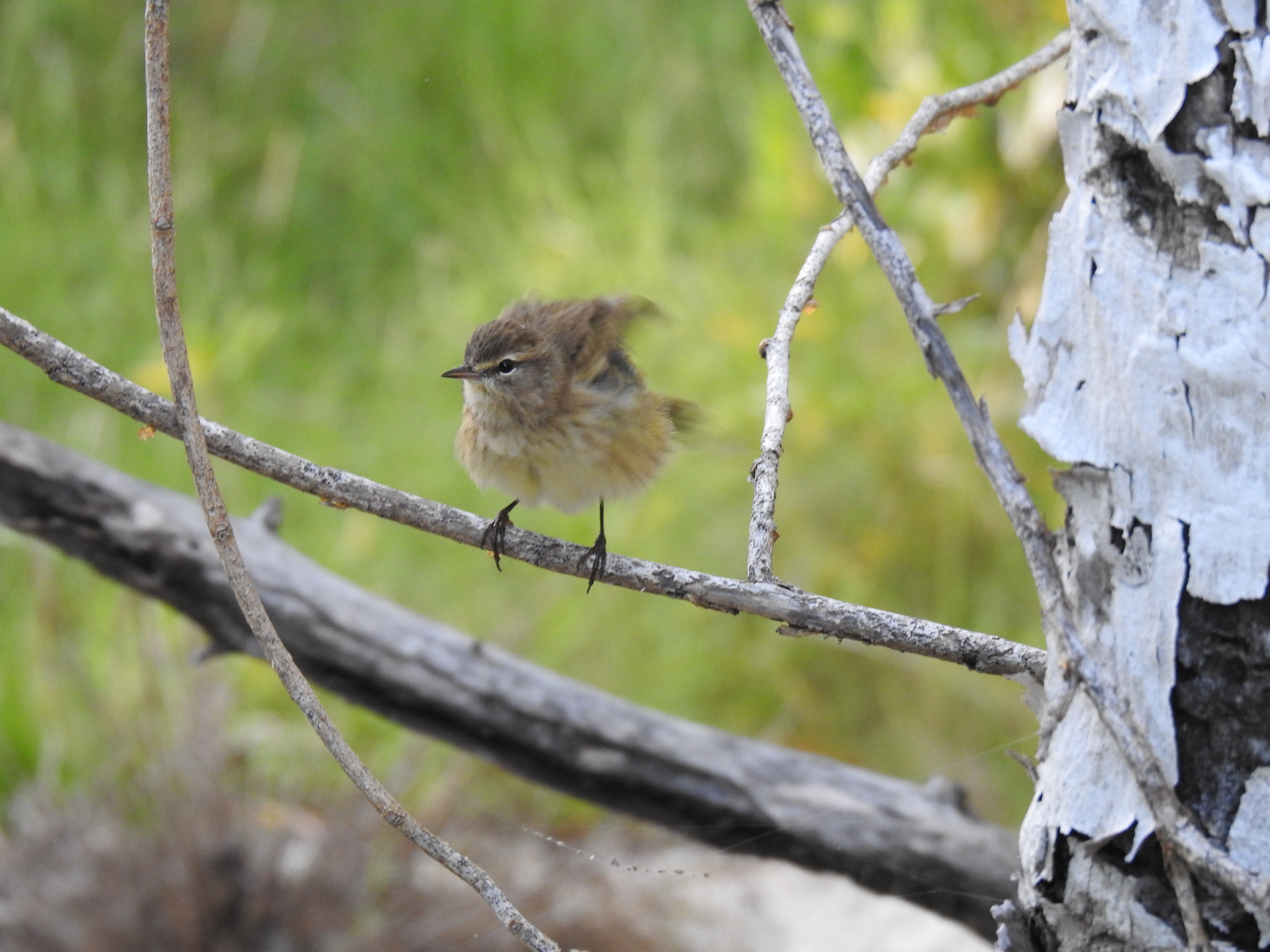 Palm Warbler