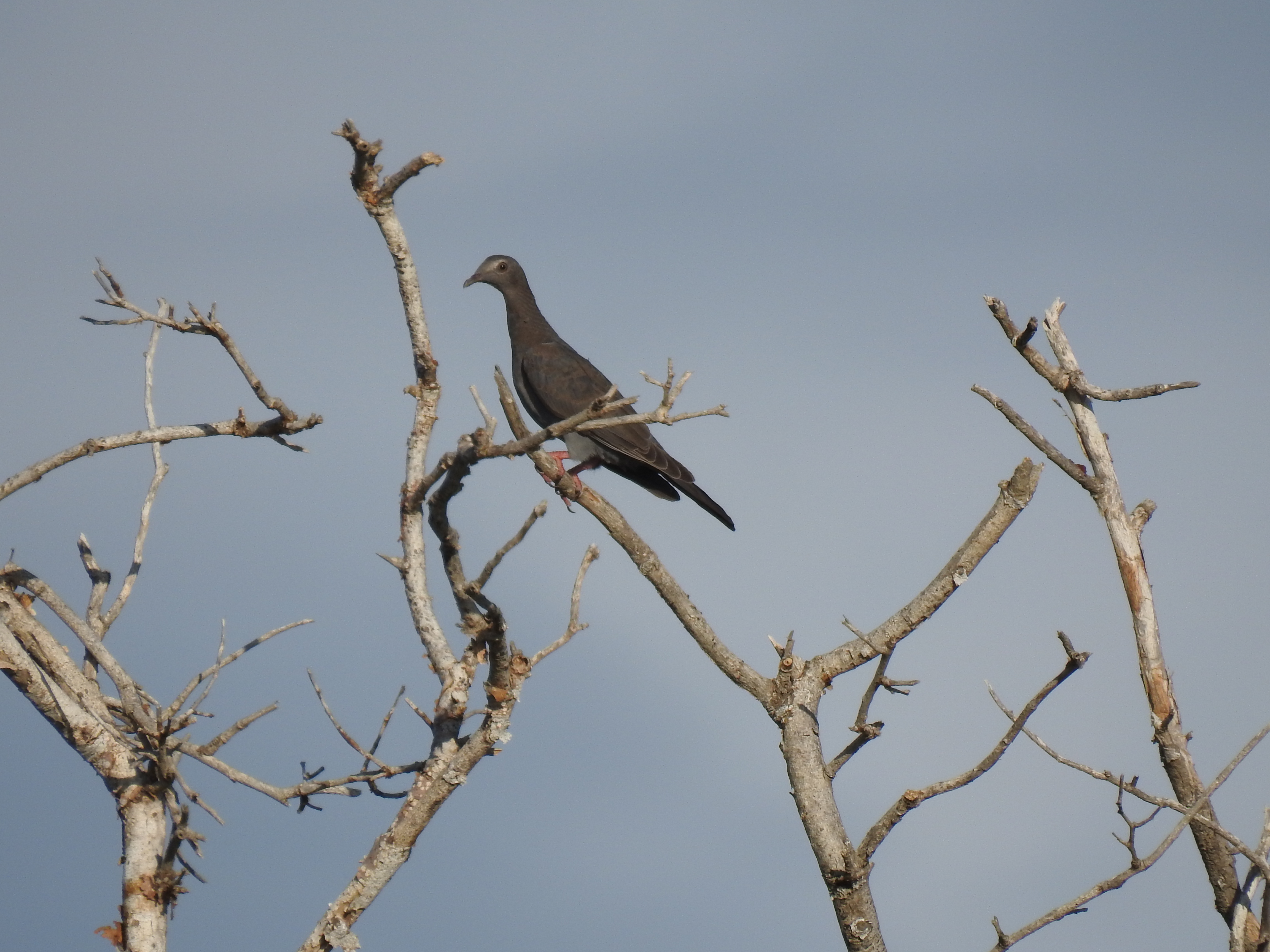 White-crowned Pigeon