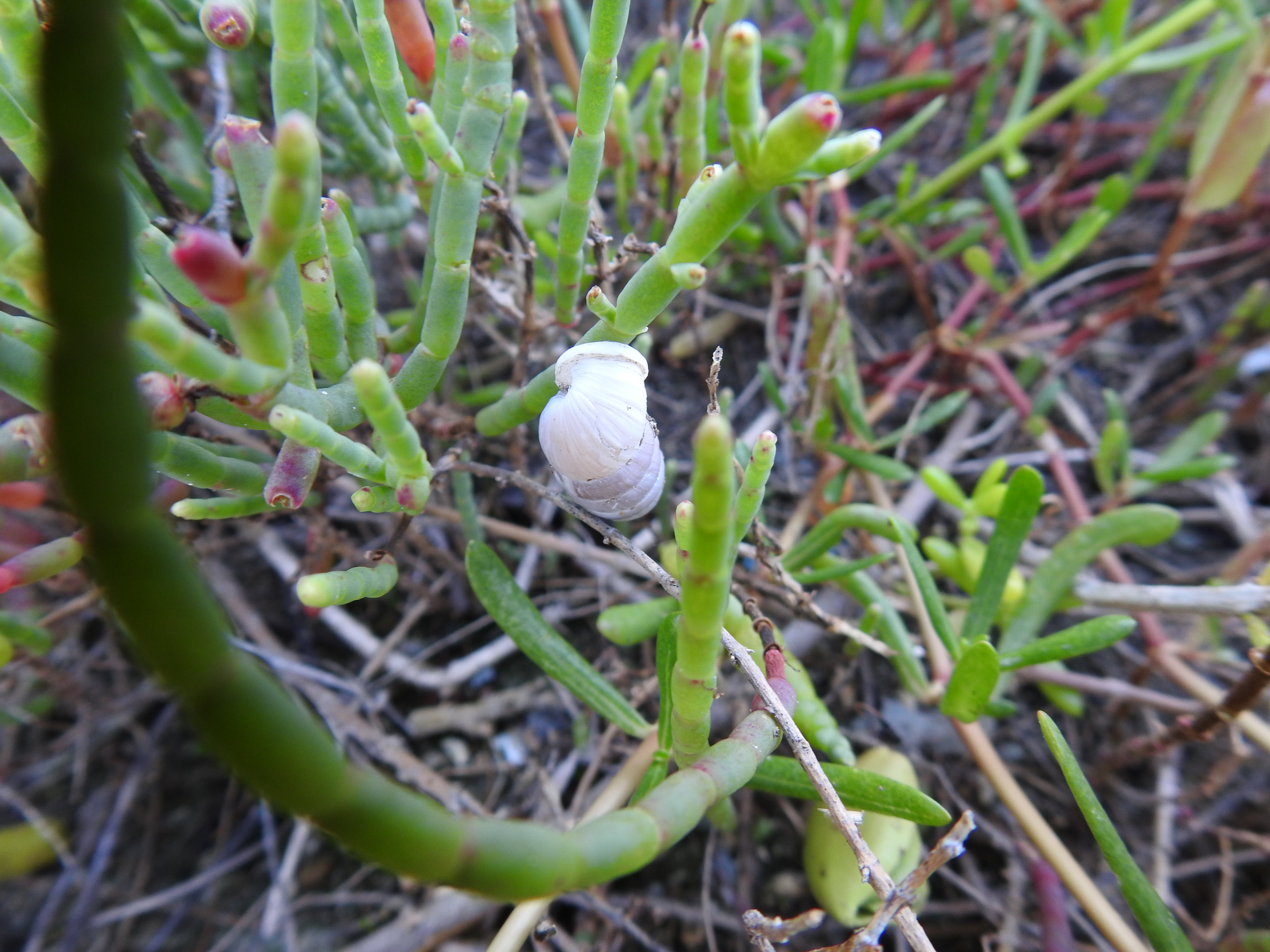 Shell