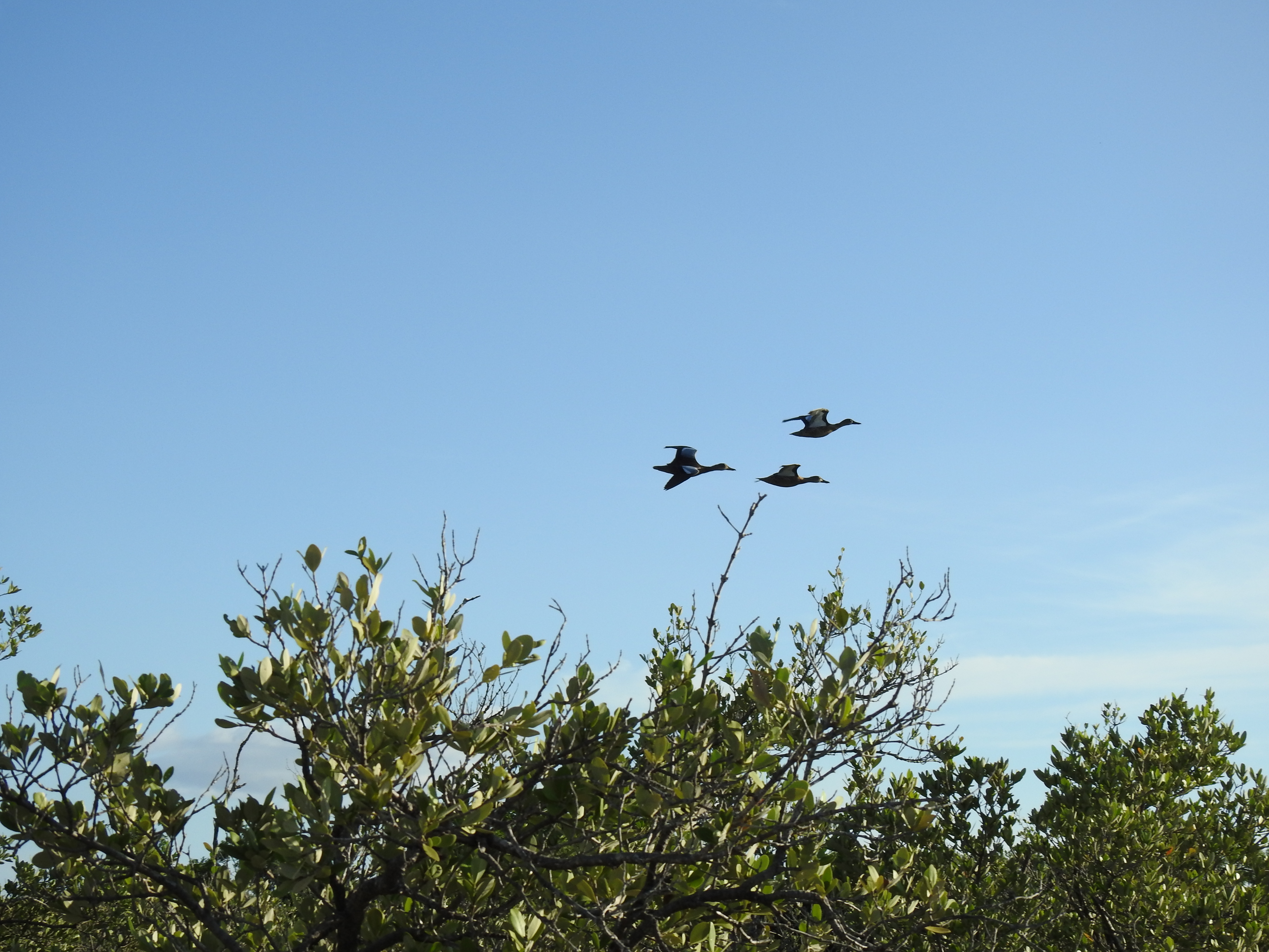 Blue-winged Teals