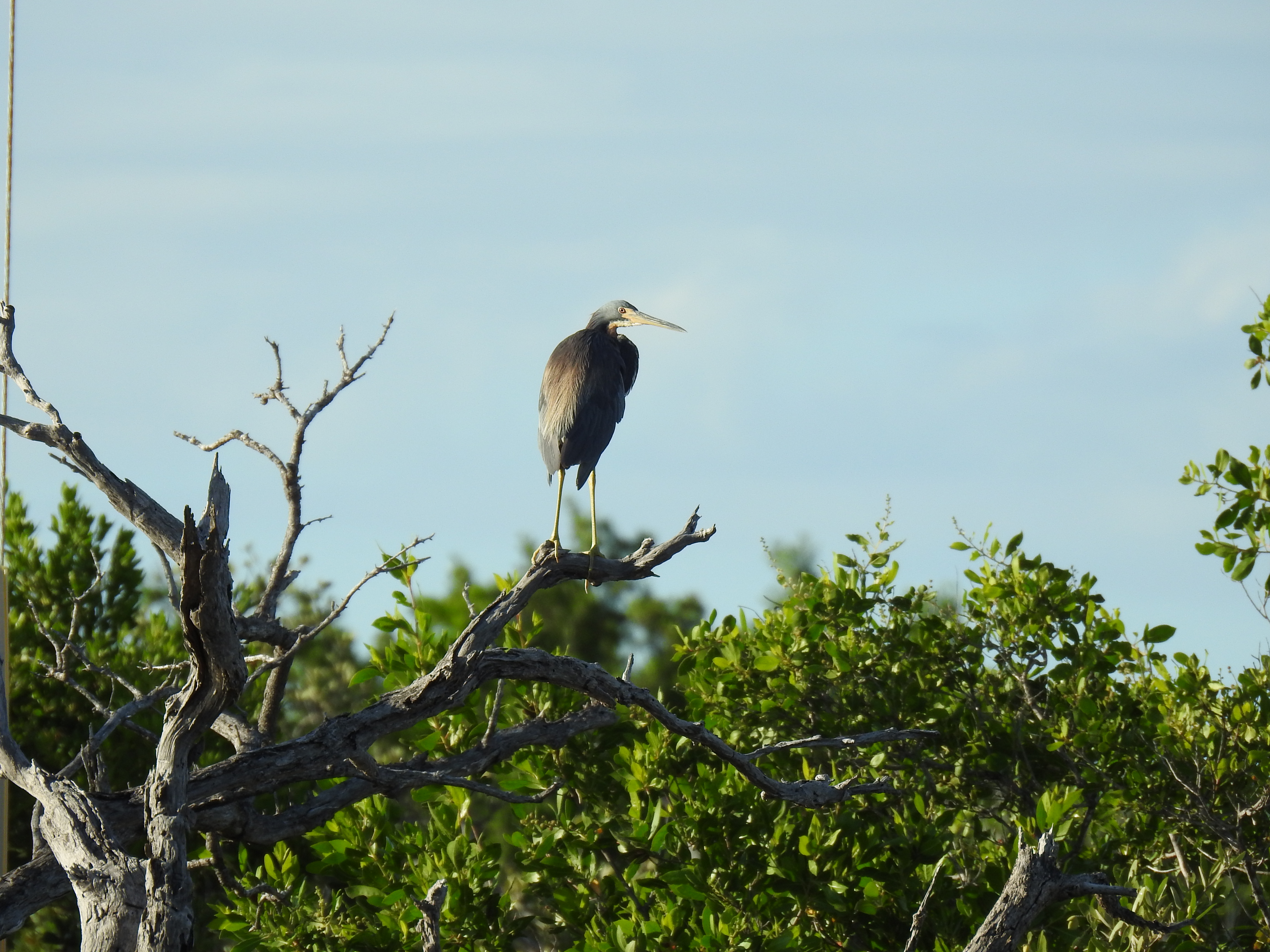 Tricolored Heron