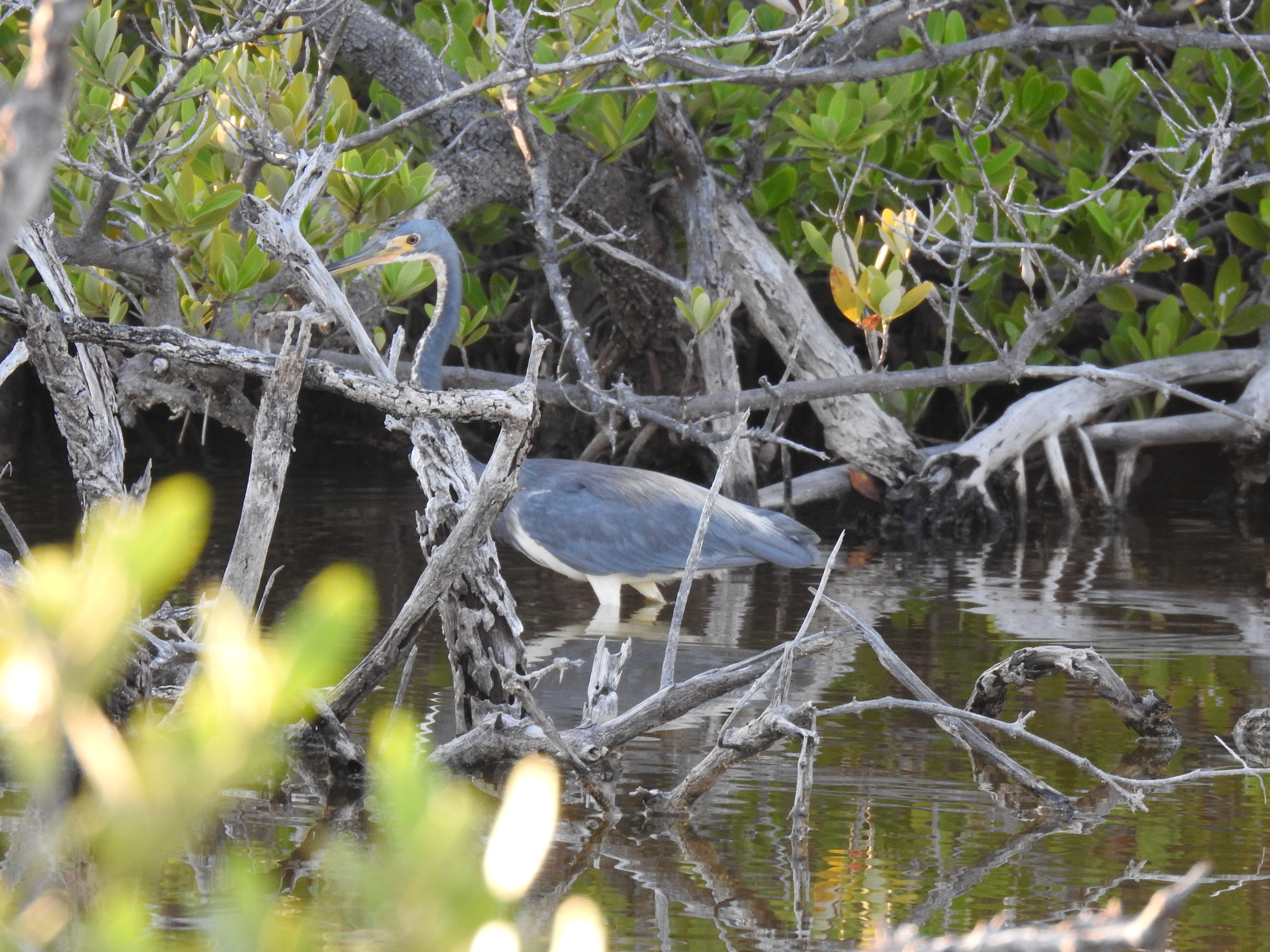 Tricolored Heron