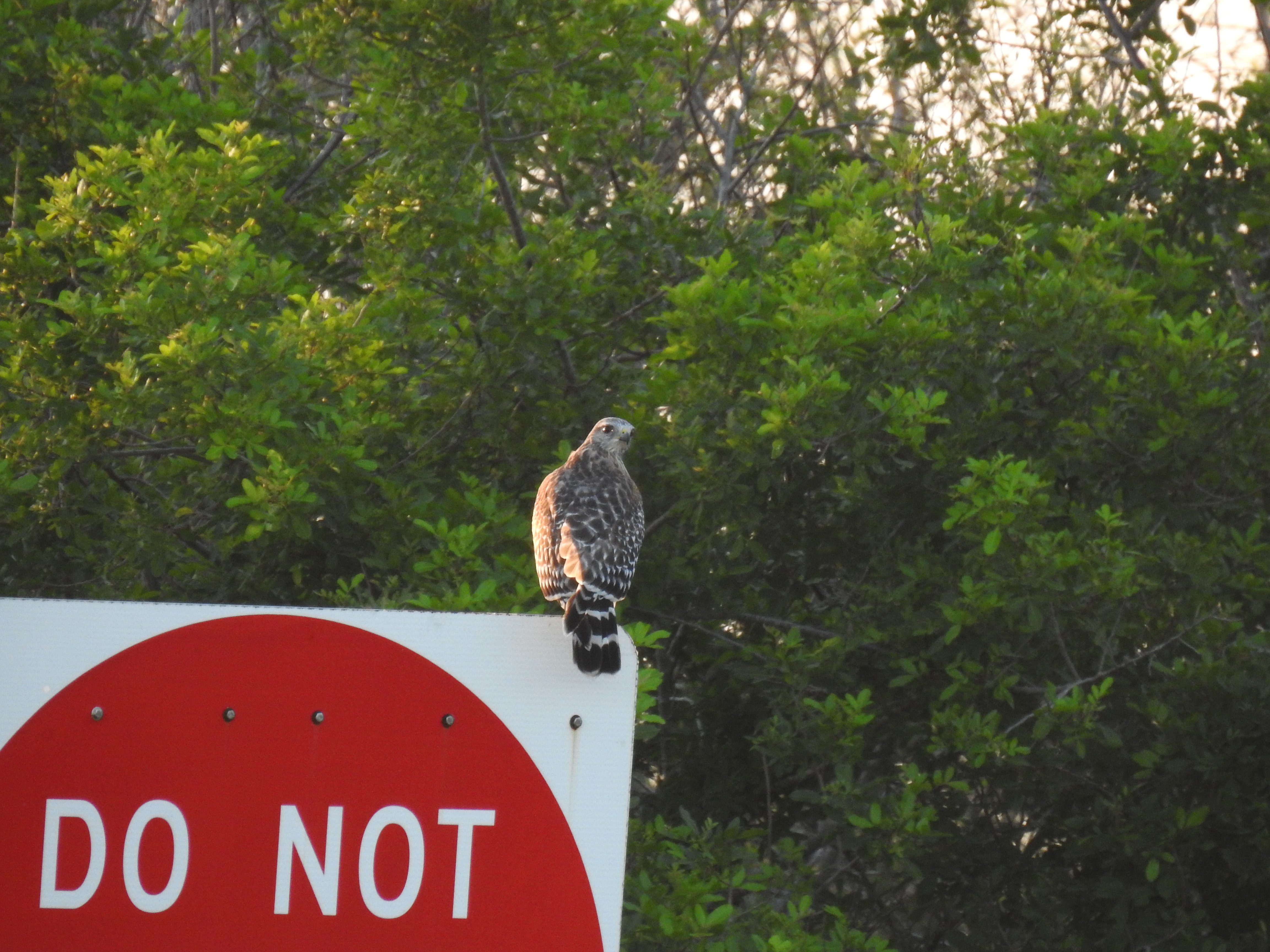 Hawk on sign