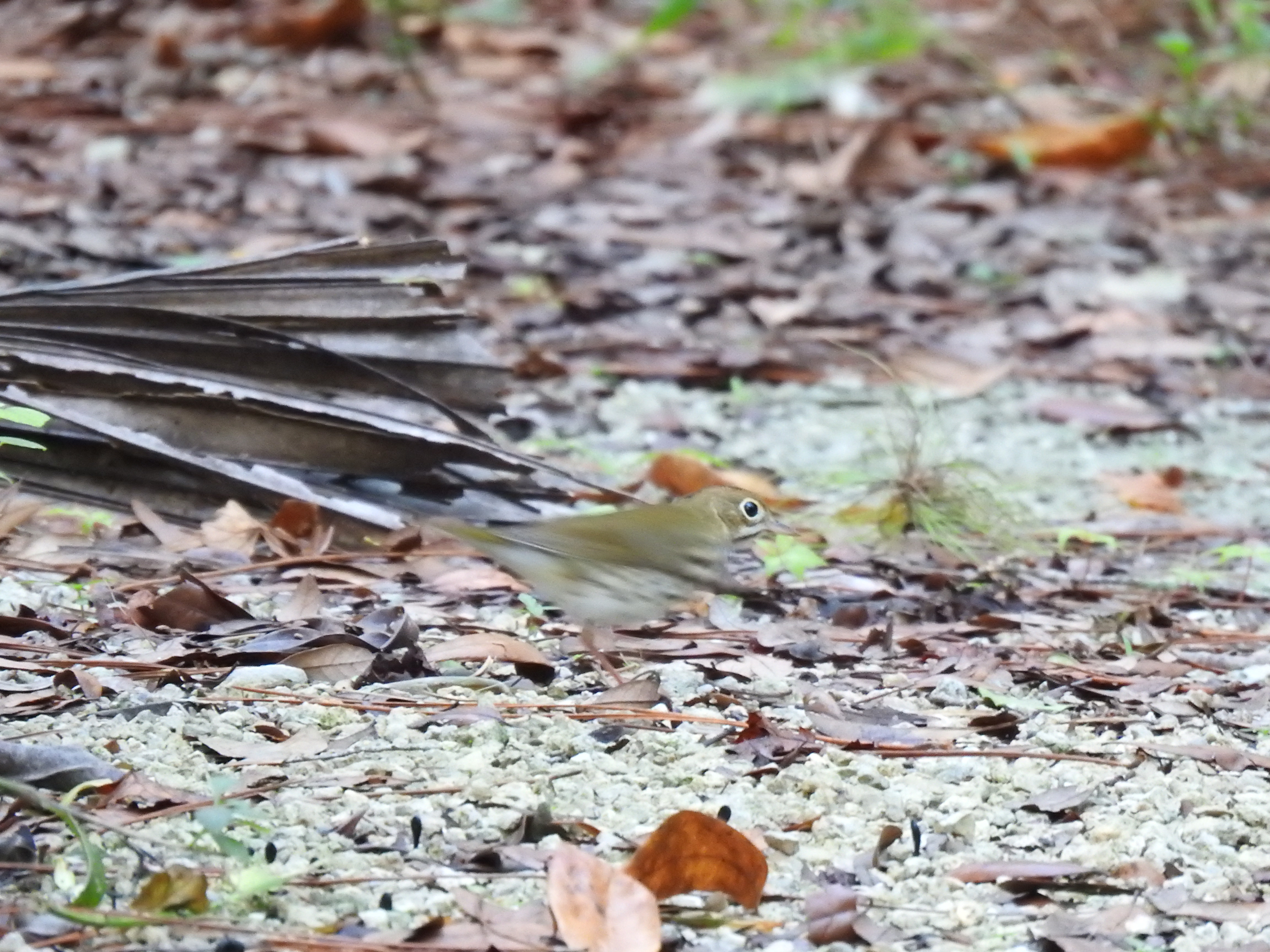 Ovenbird