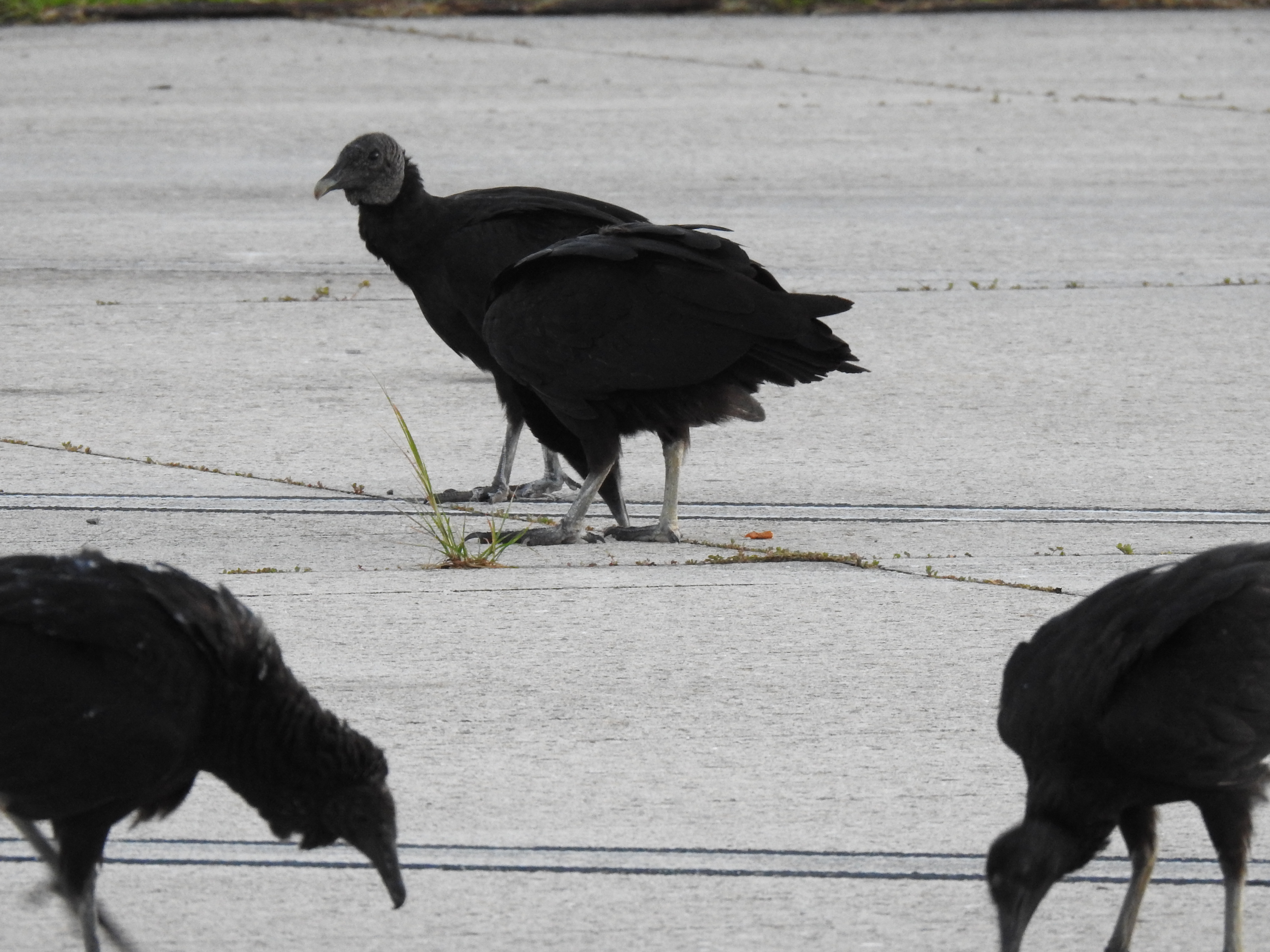 Black vultures