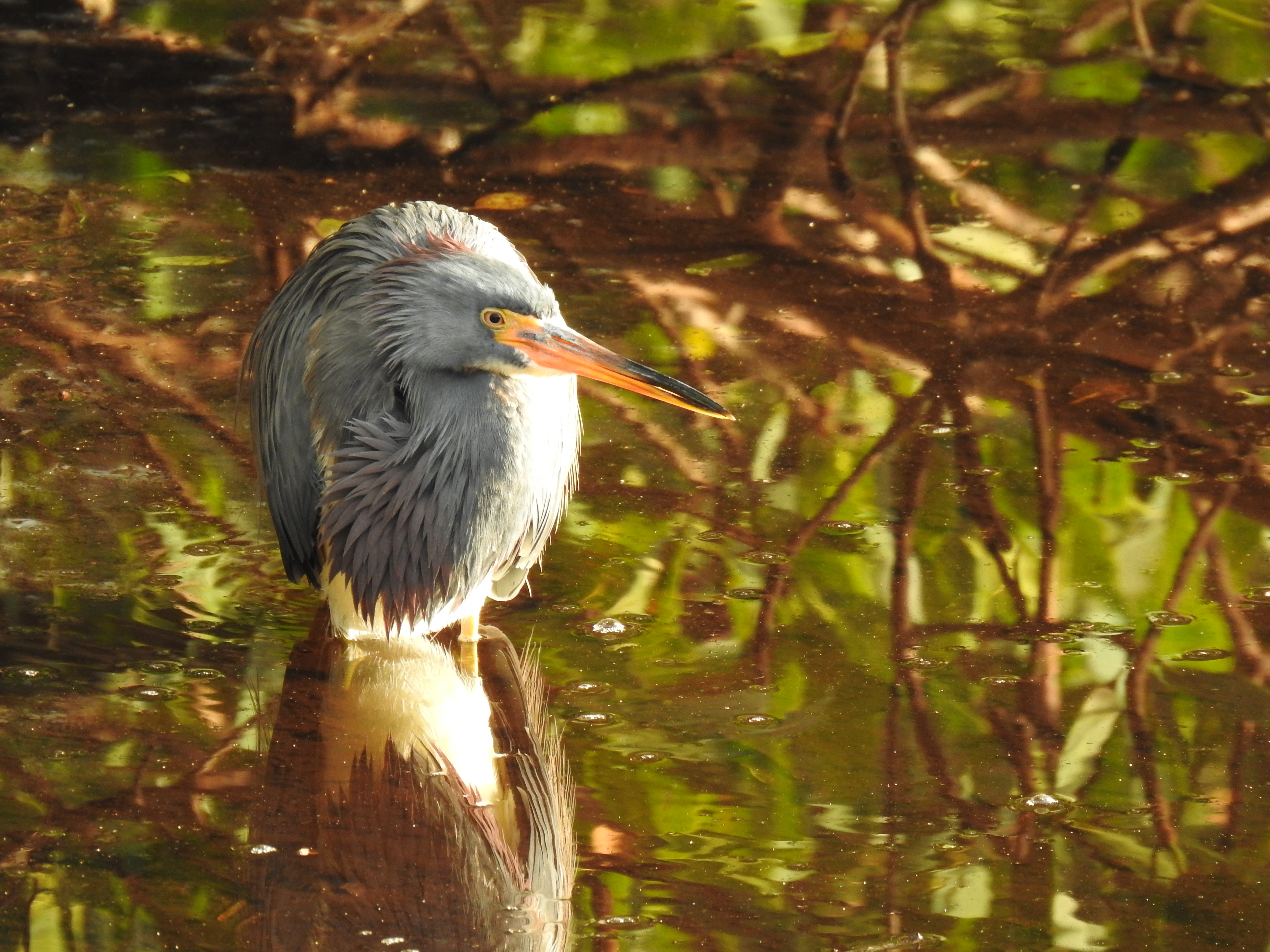 Tricolored heron in the water